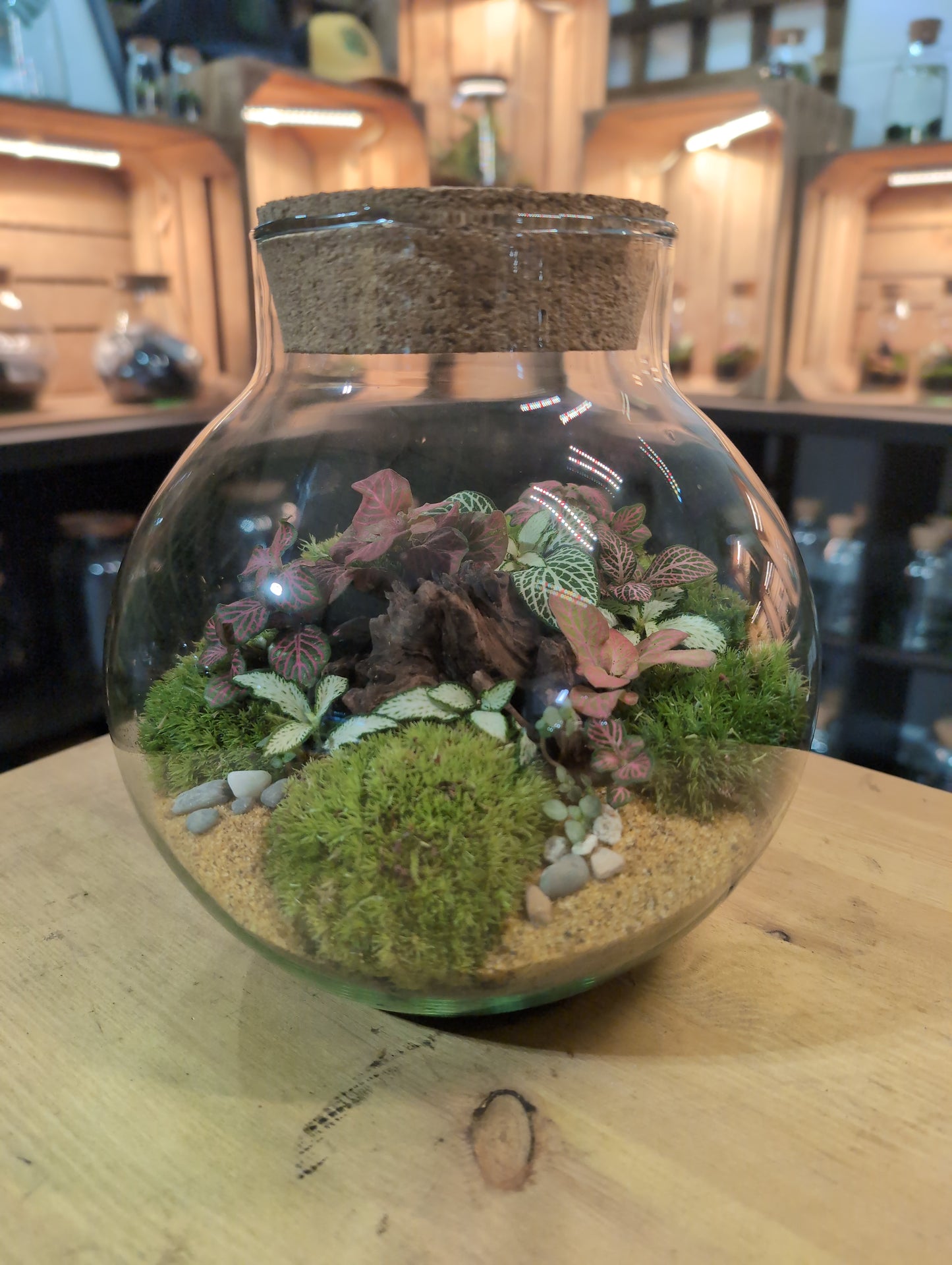 Ready-made Terrarium – George Jar