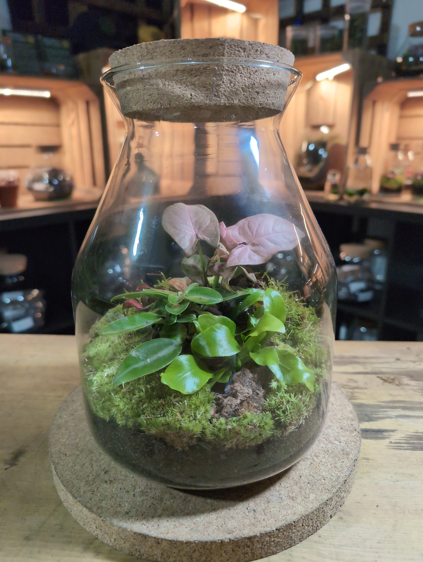 Ready-made Terrarium – Jamie Jar