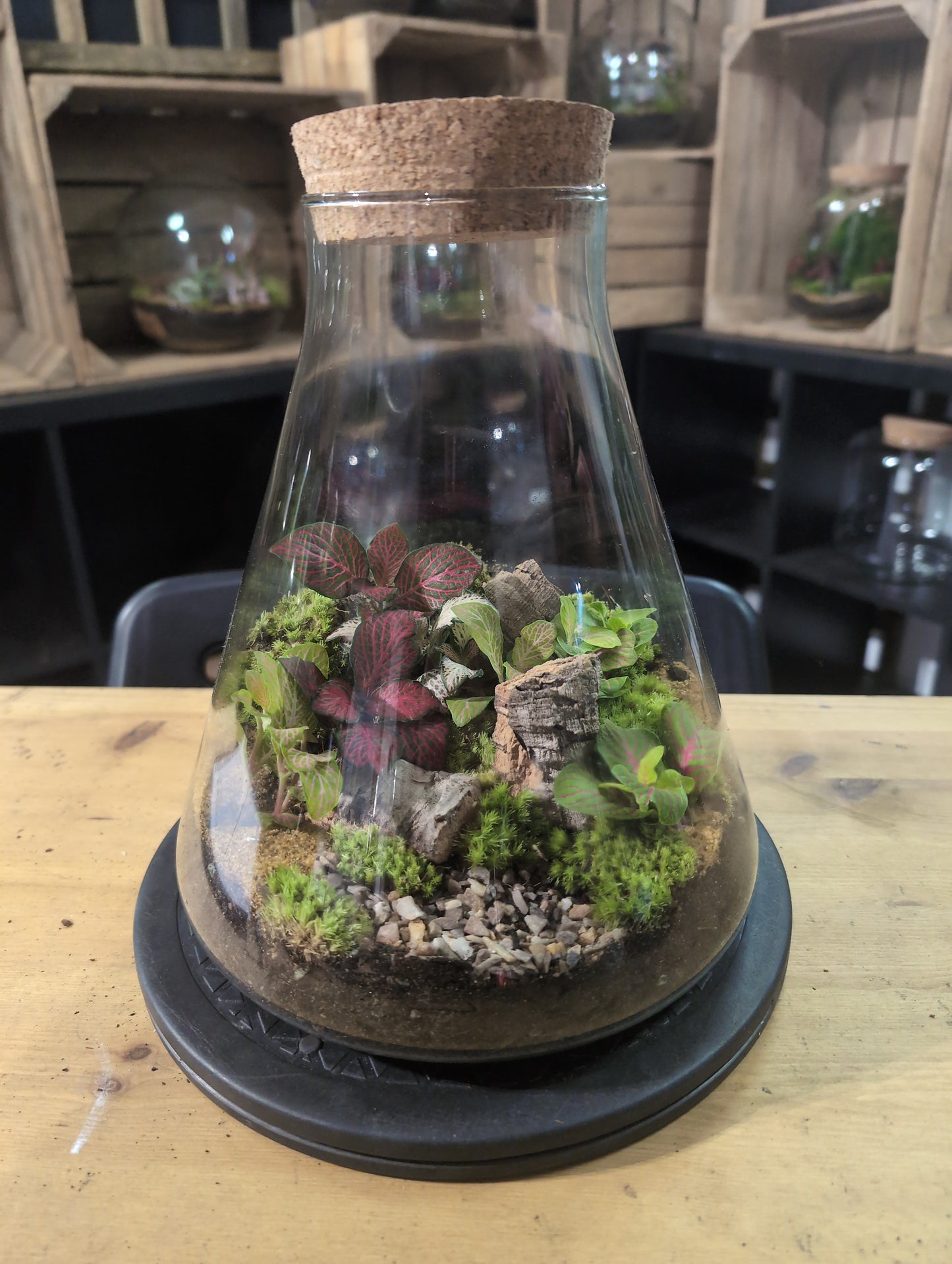 Premade Terrariums