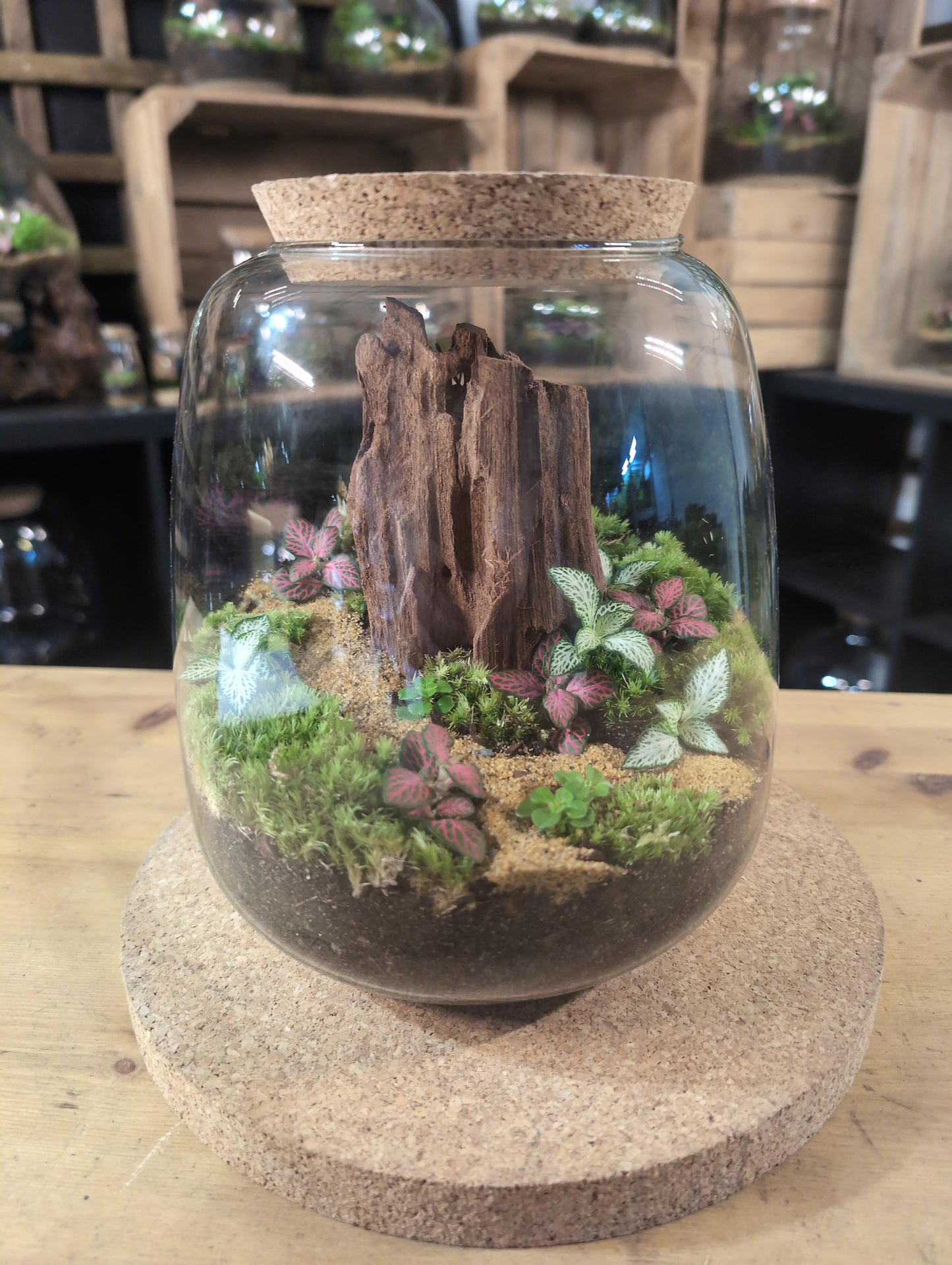 Ready-made Terrarium – Anna Jar