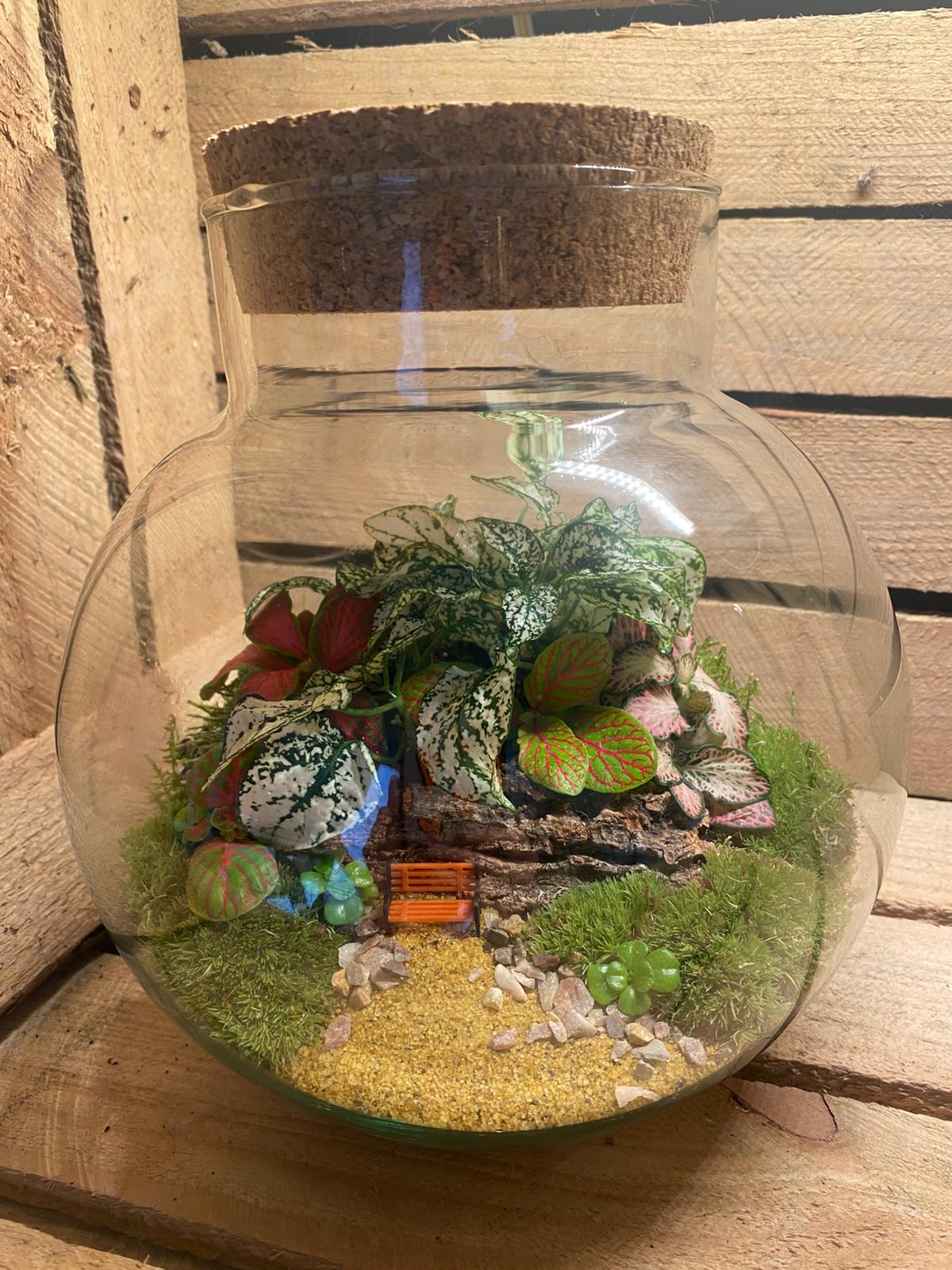 Ready-made Terrarium – George Jar