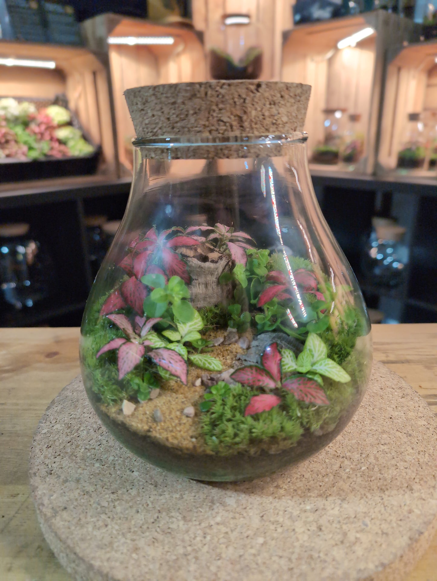 Ready-made Terrarium – Fran Jar