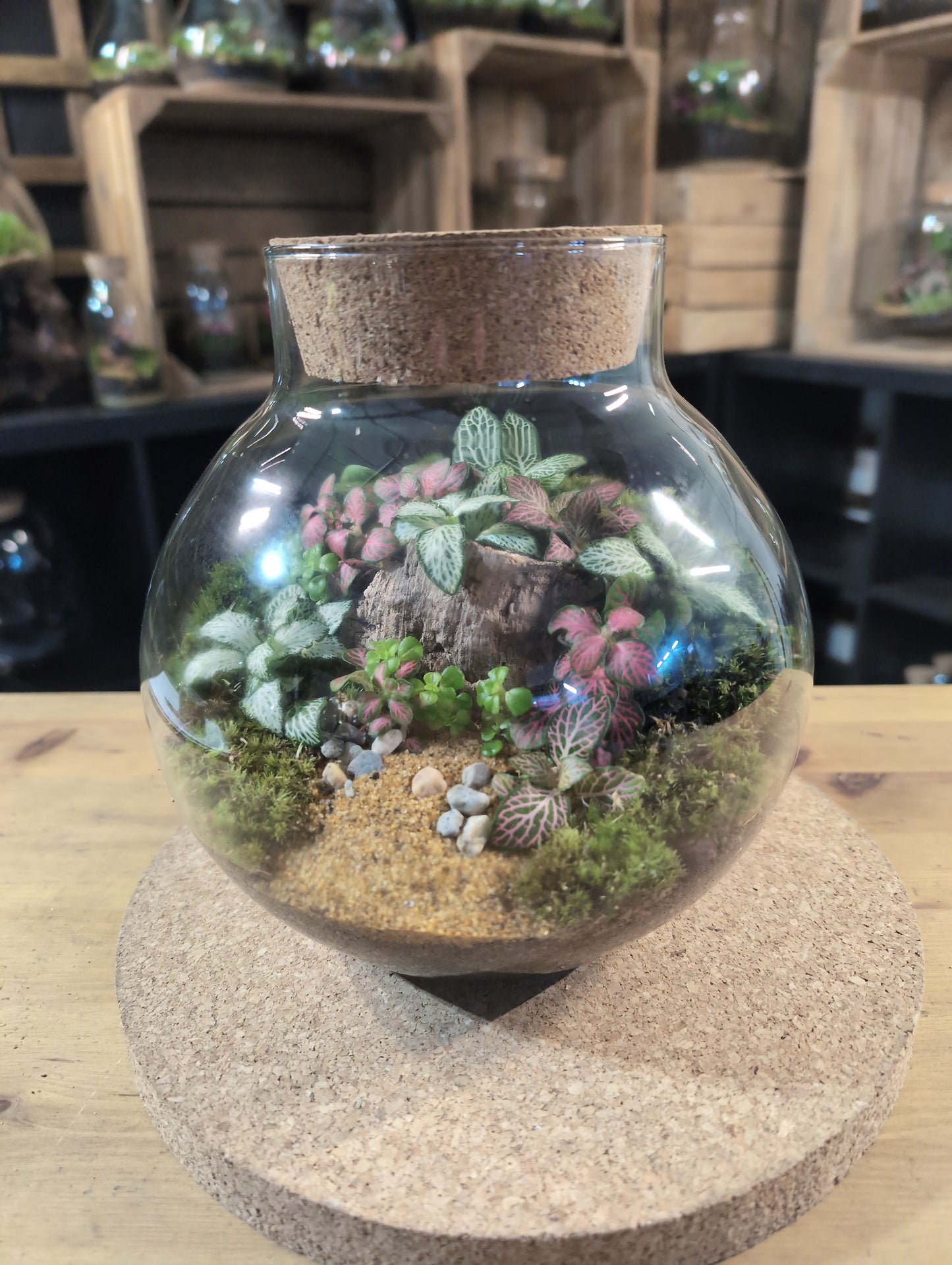 Ready-made Terrarium – George Jar