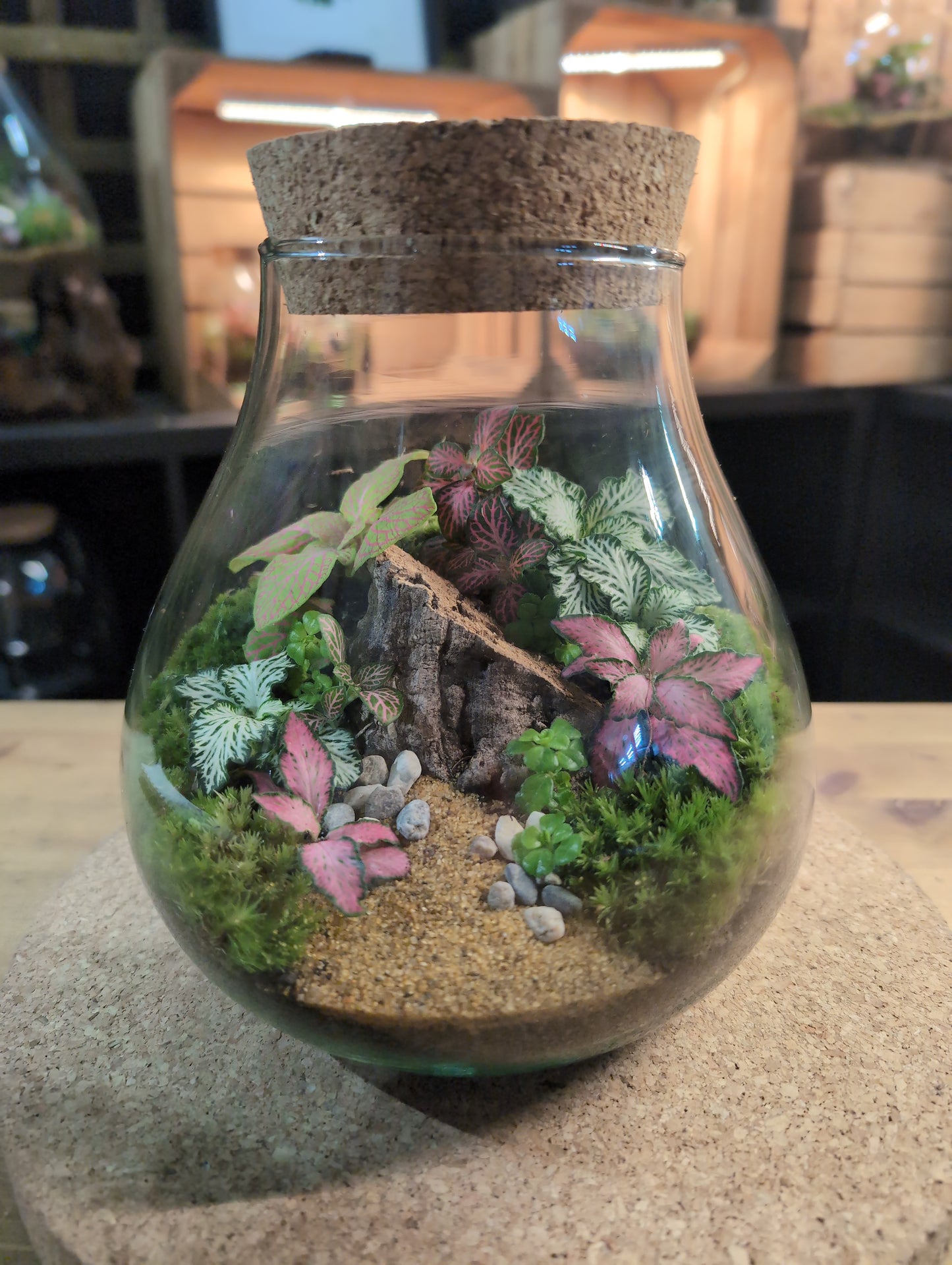 Ready-made Terrarium – Fran Jar