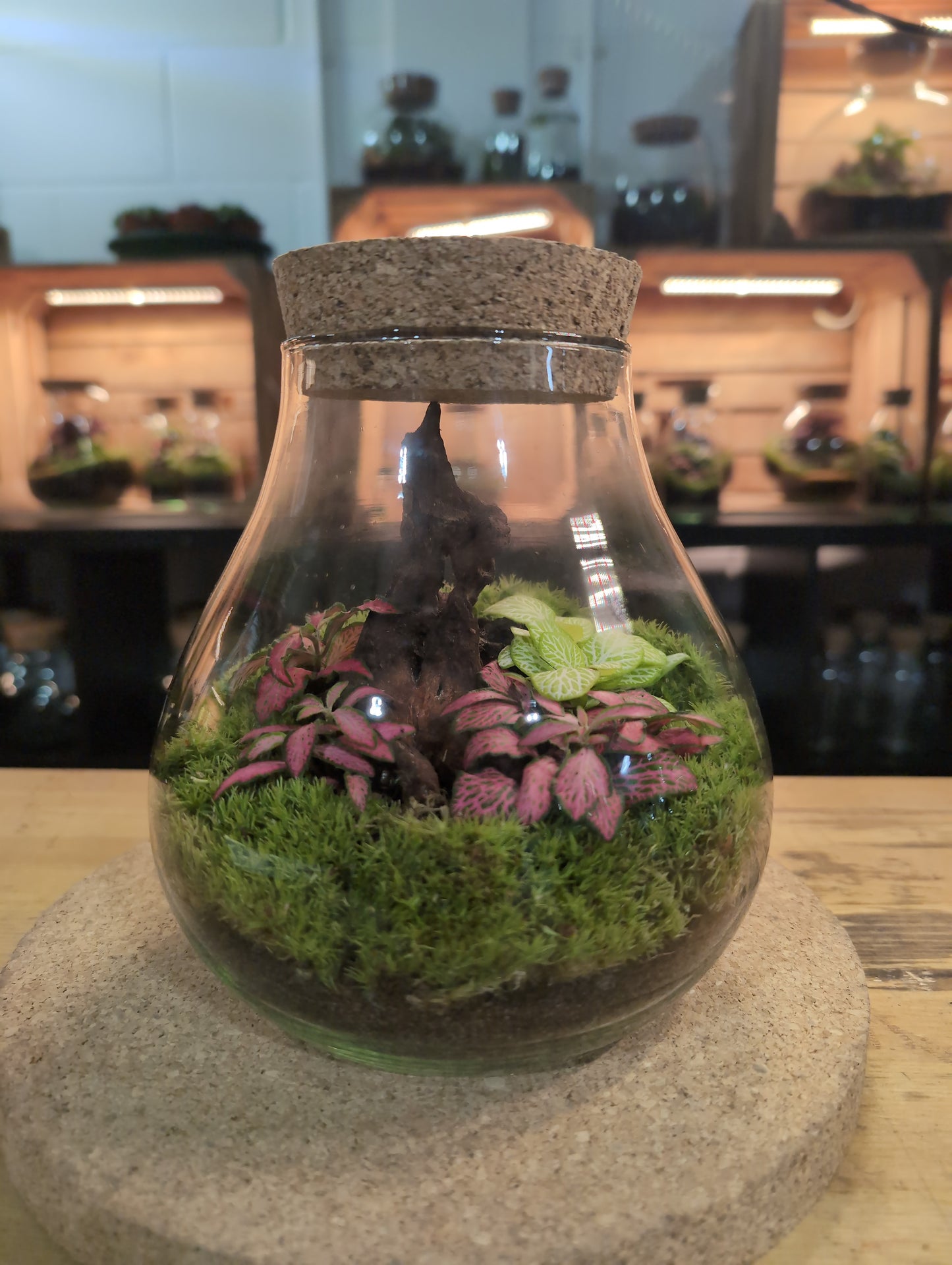 Ready-made Terrarium – Fran Jar