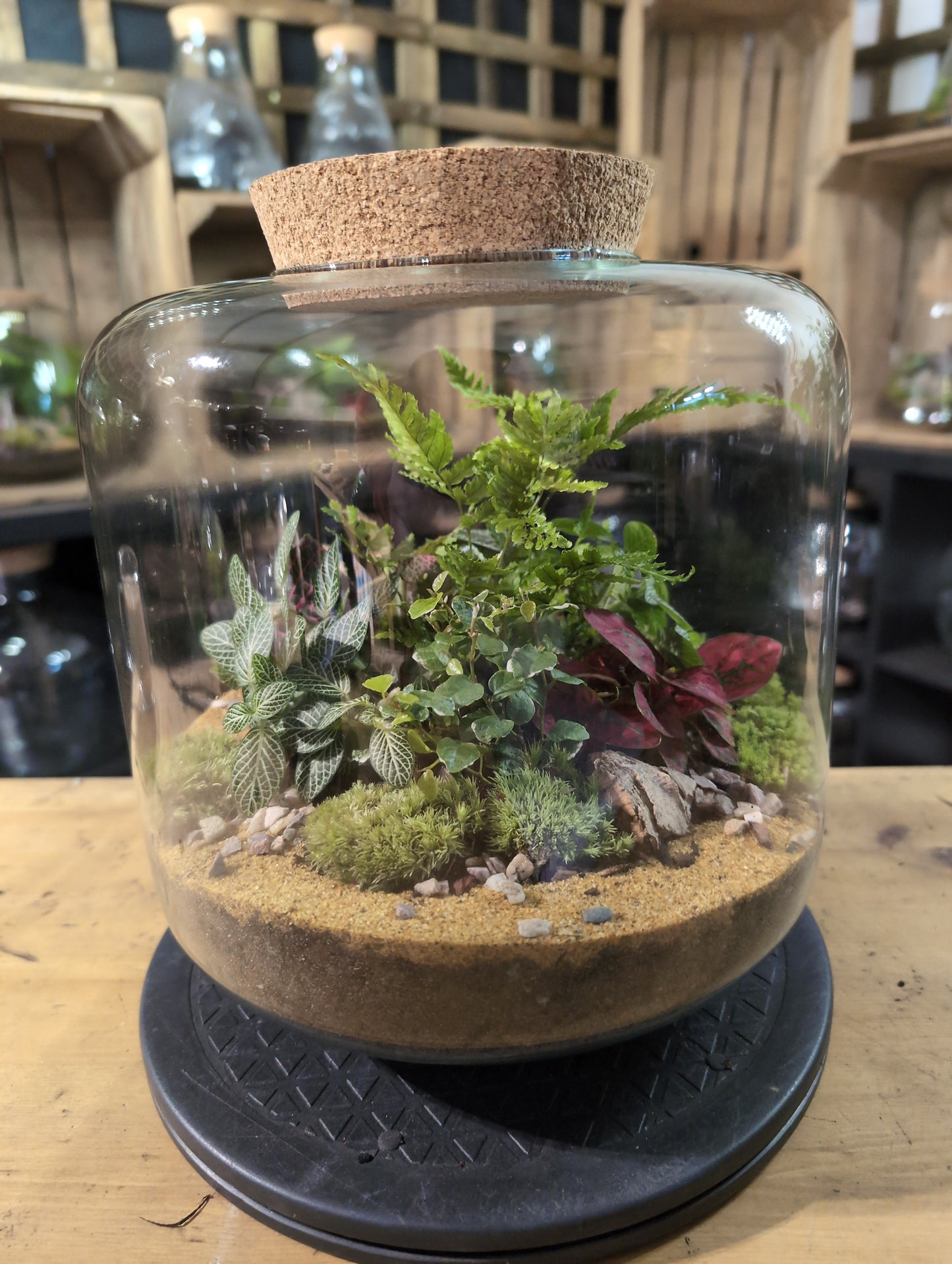 Premade Terrariums