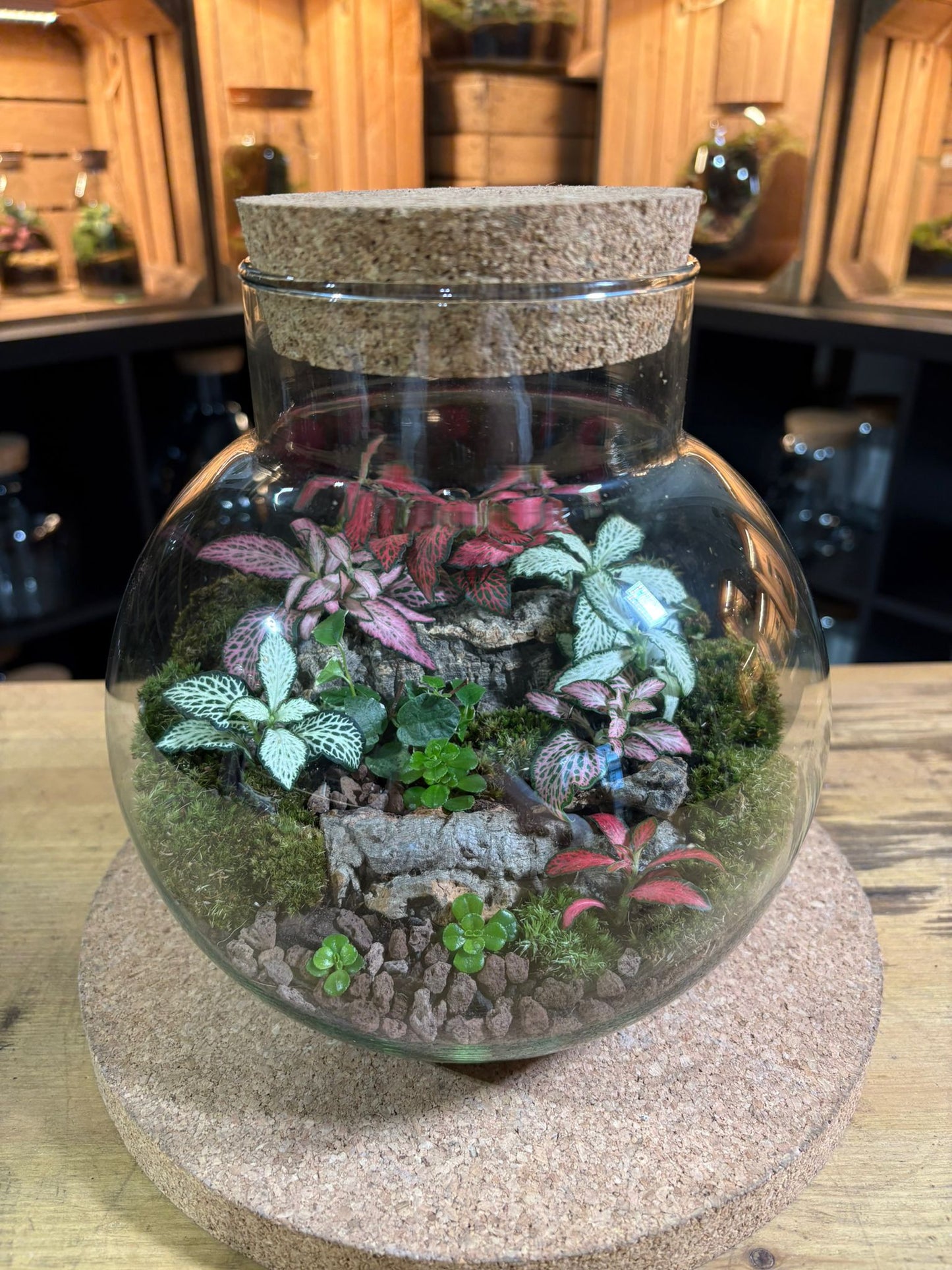 Ready-made Terrarium – George Jar