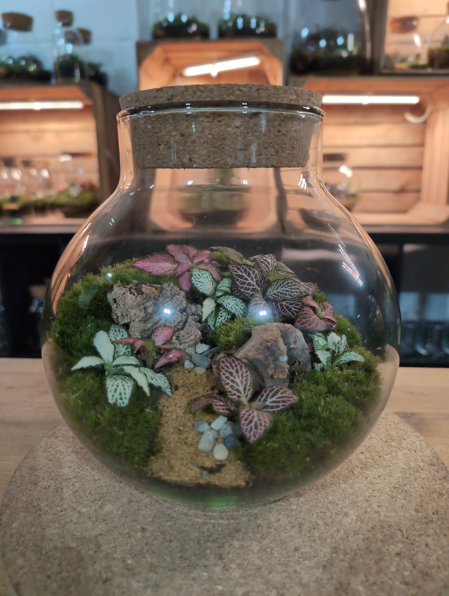 Ready-made Terrarium – George Jar