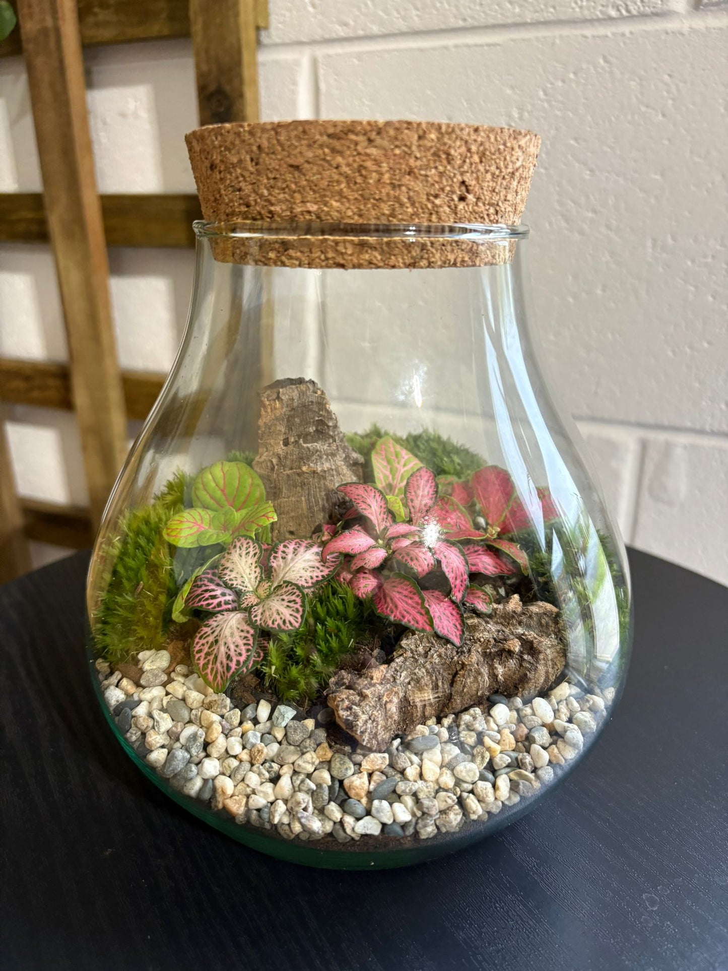 Ready-made Terrarium – Fran Jar