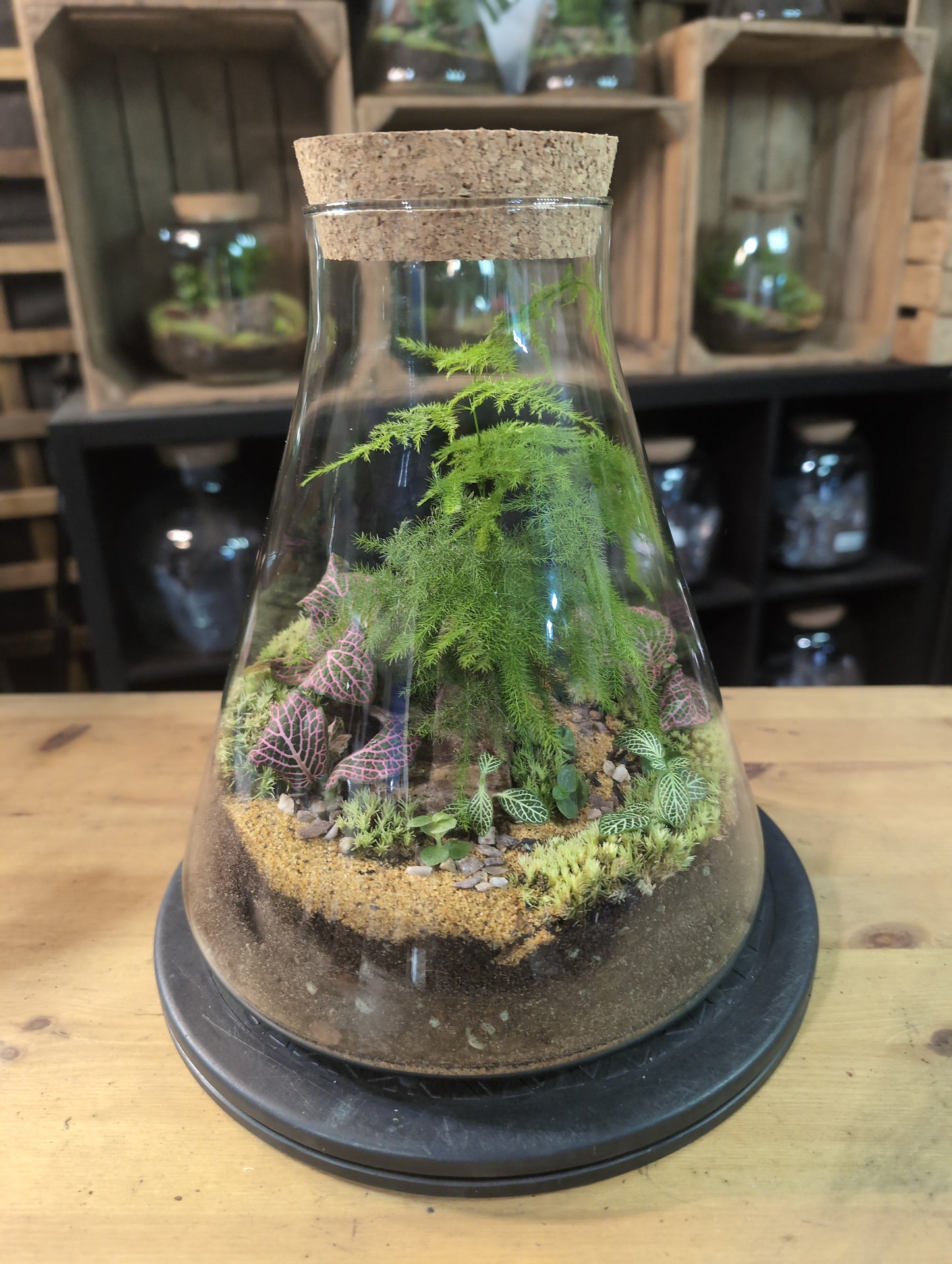Premade Terrariums