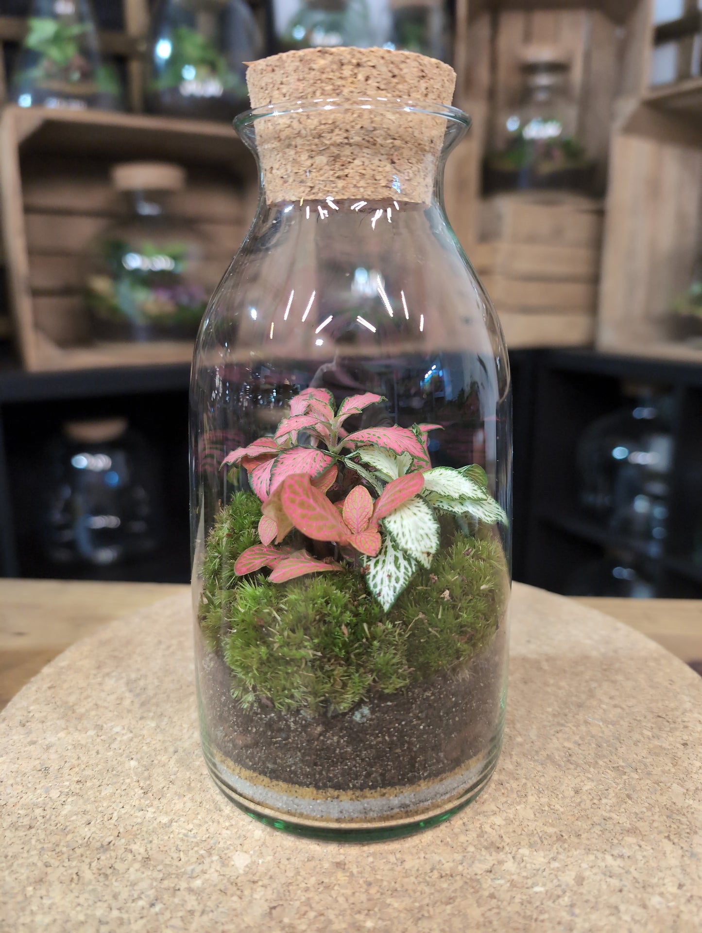 Ready-made Terrarium – Chloe Jar