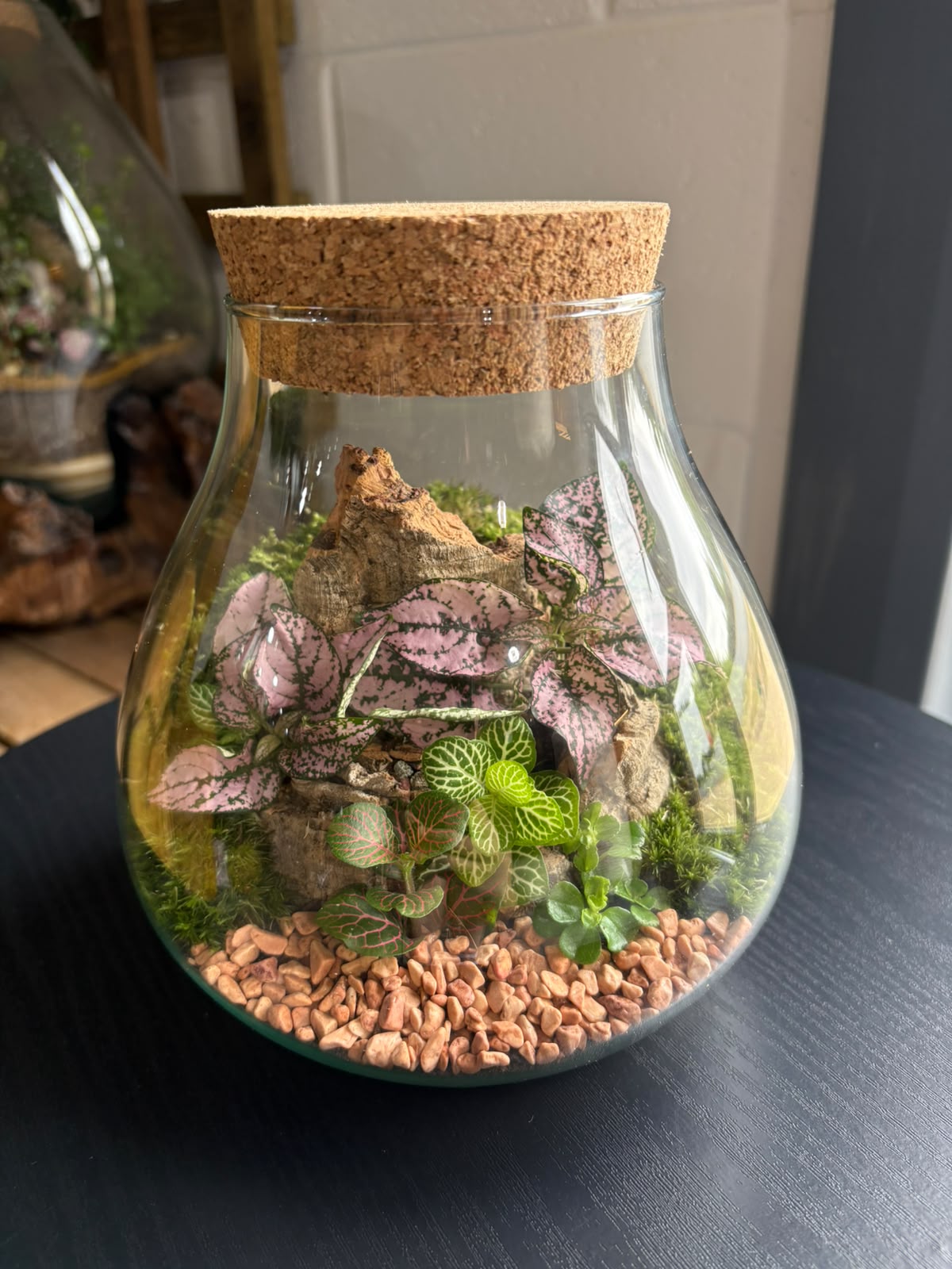 Ready-made Terrarium – Fran Jar