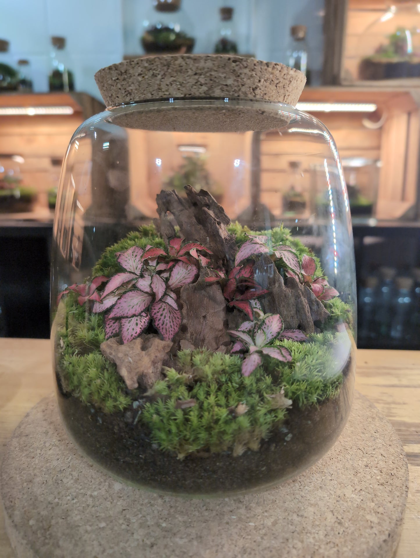 Ready-made Terrarium – Anna Jar