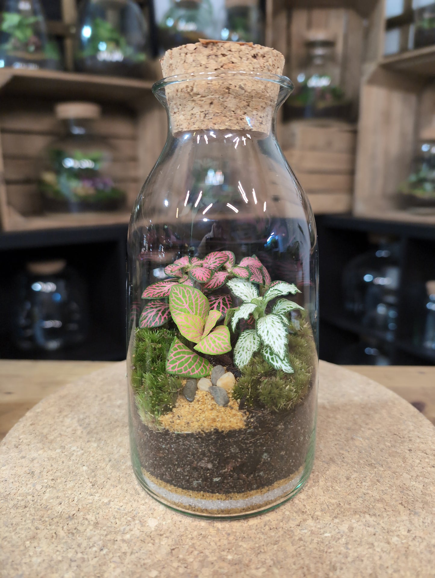 Ready-made Terrarium – Chloe Jar