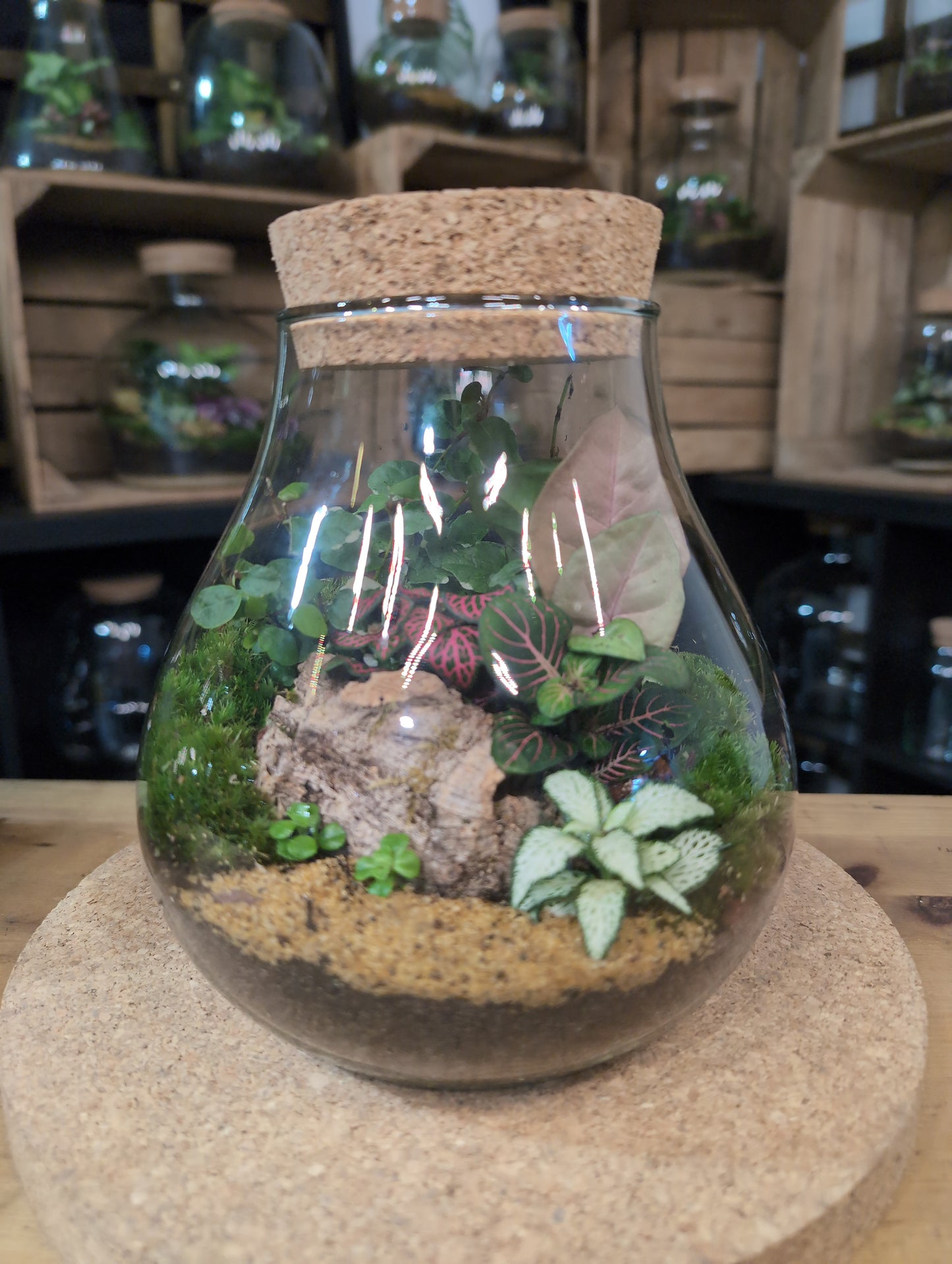 Ready-made Terrarium – Fran Jar