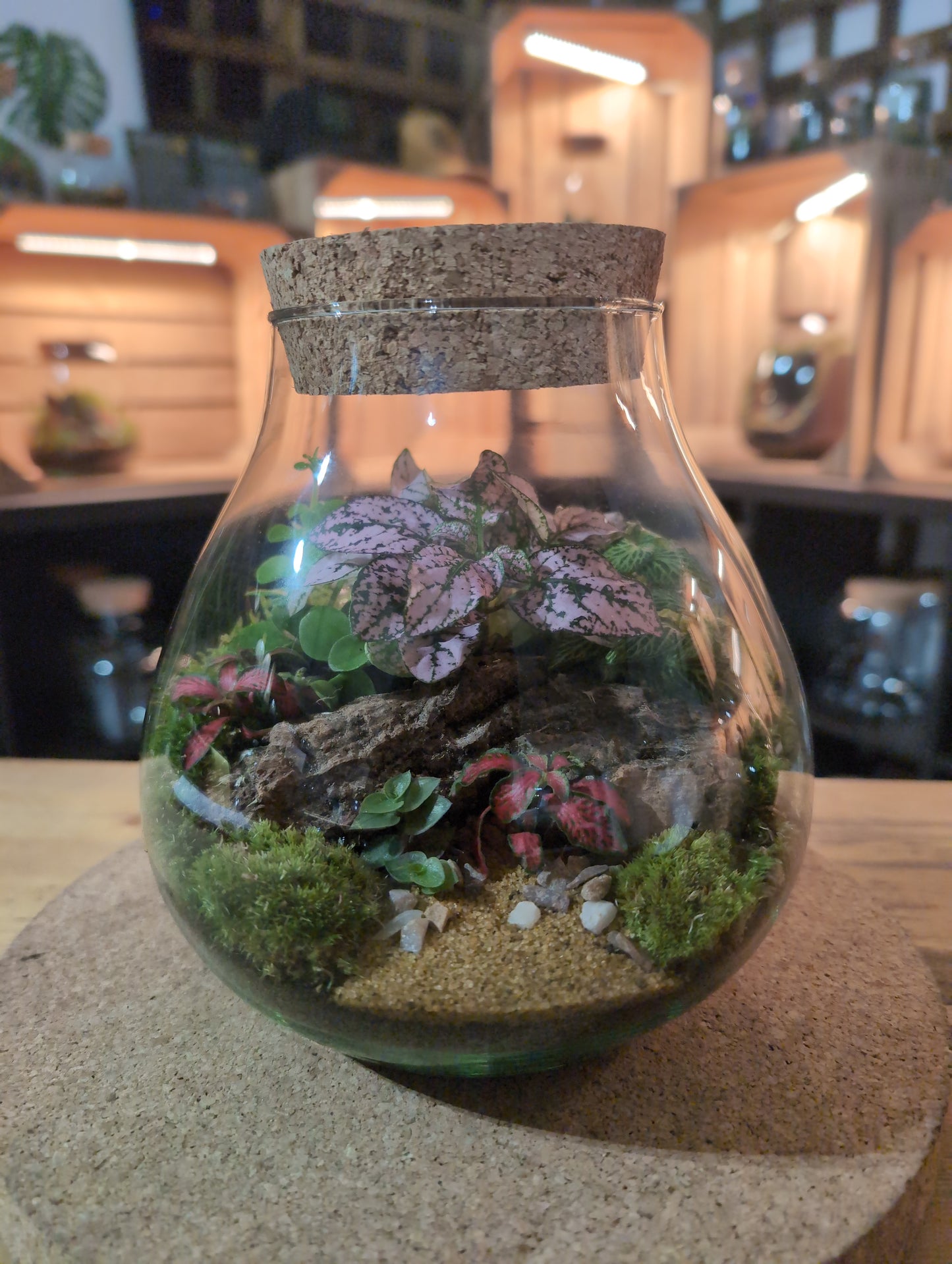 Ready-made Terrarium – Fran Jar