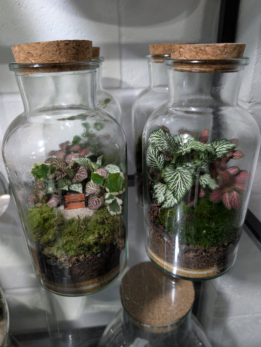 Ready-made Terrarium - 'Holly'