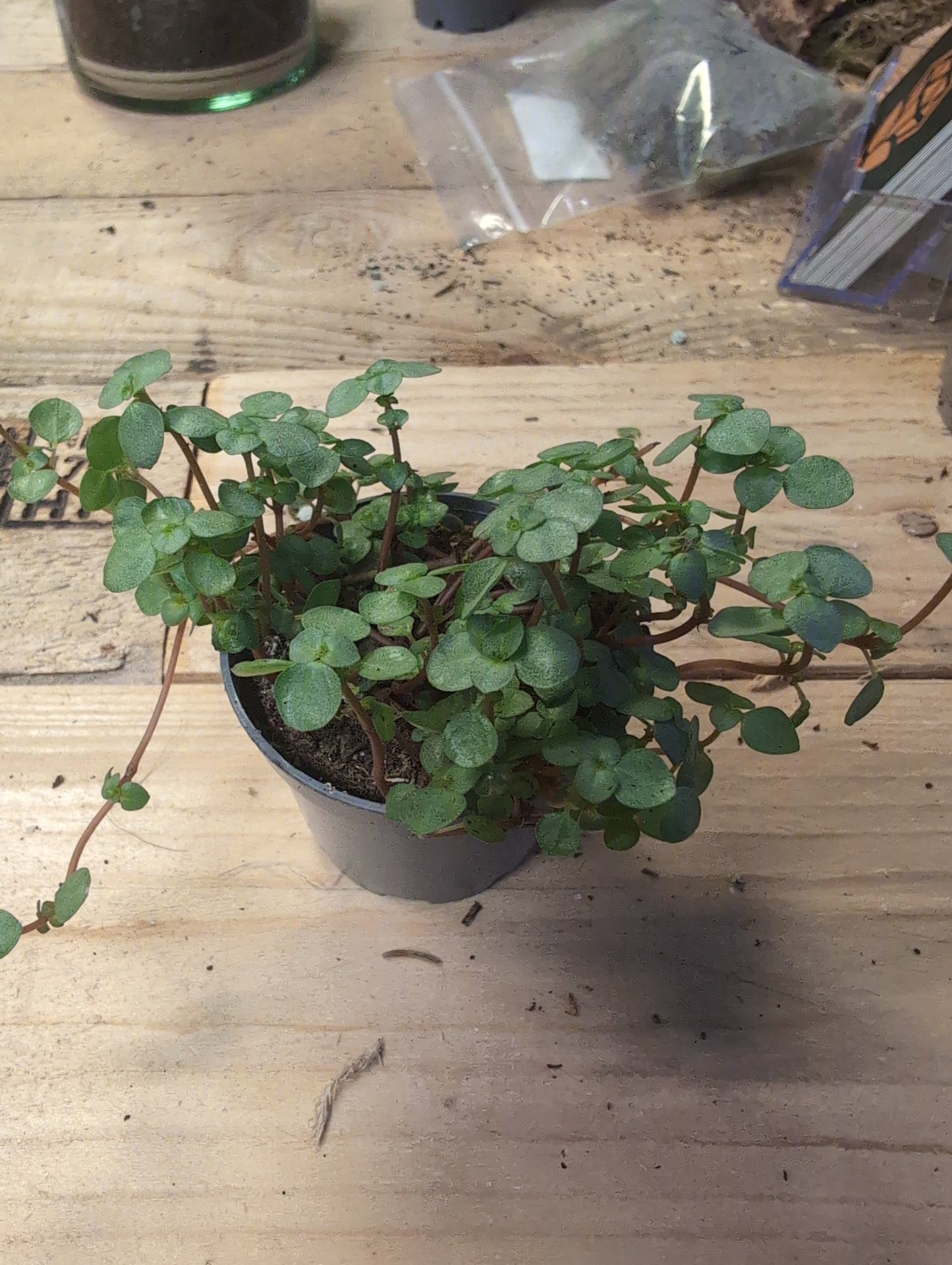 Pilea Depressa
