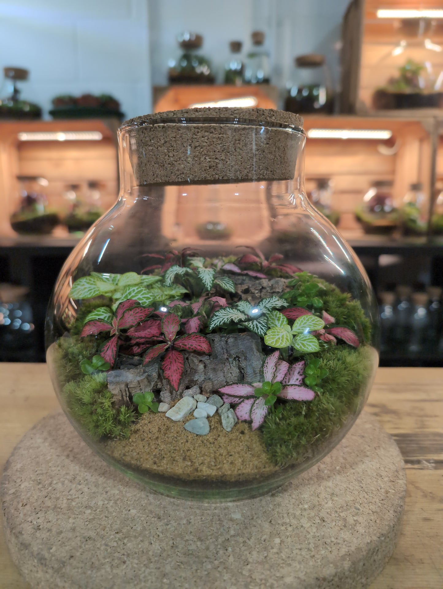 Ready-made Terrarium – George Jar