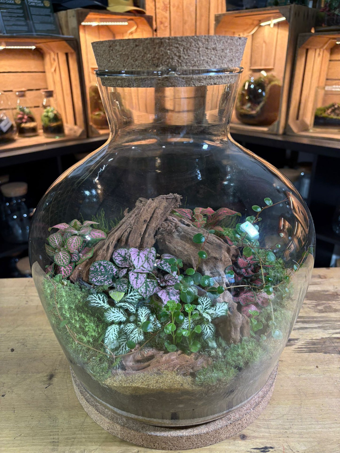 Ready-made Terrarium – Matthew Jar
