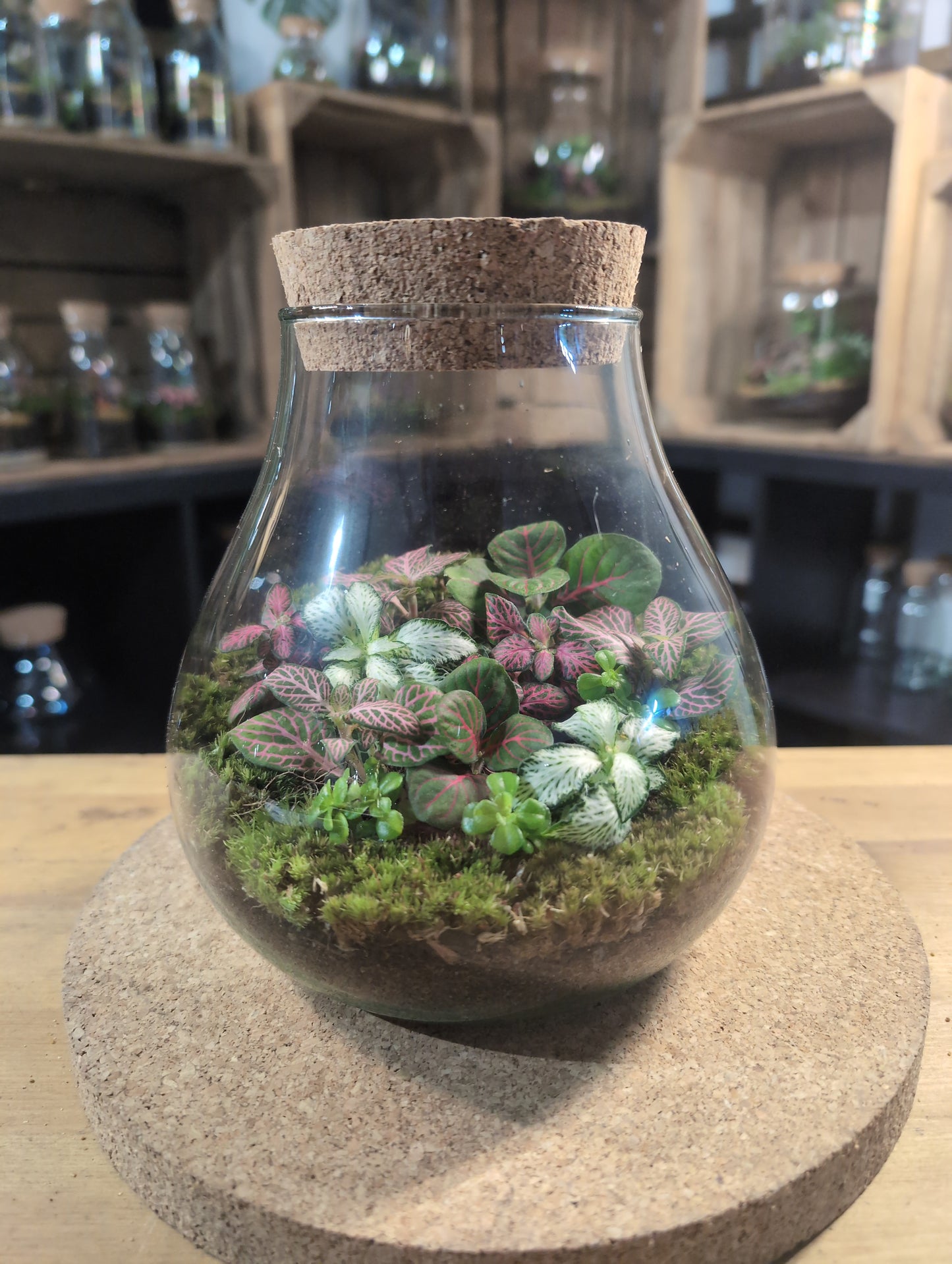 Ready-made Terrarium – Fran Jar