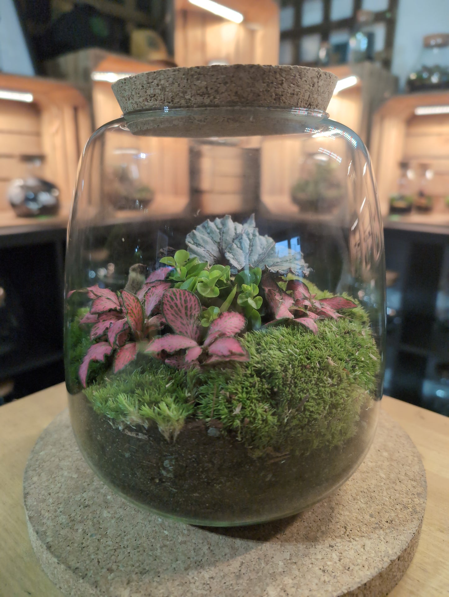 Ready-made Terrarium – Anna Jar