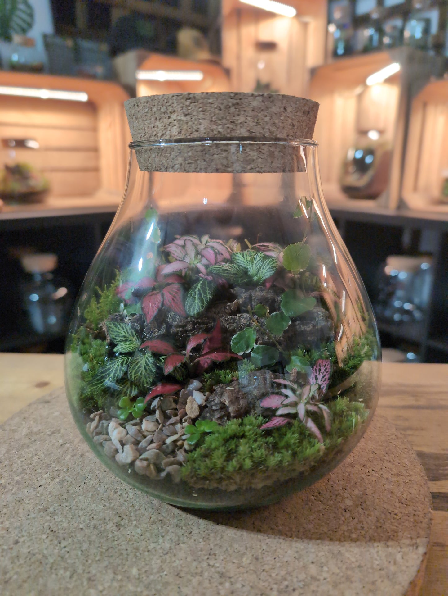 Ready-made Terrarium – Fran Jar