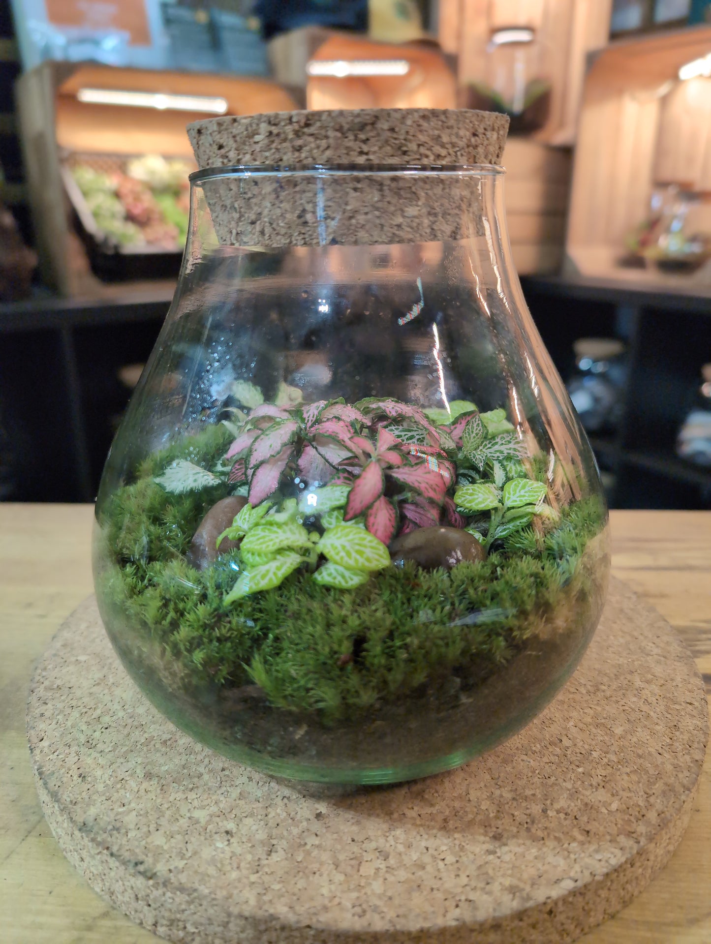 Ready-made Terrarium – Fran Jar
