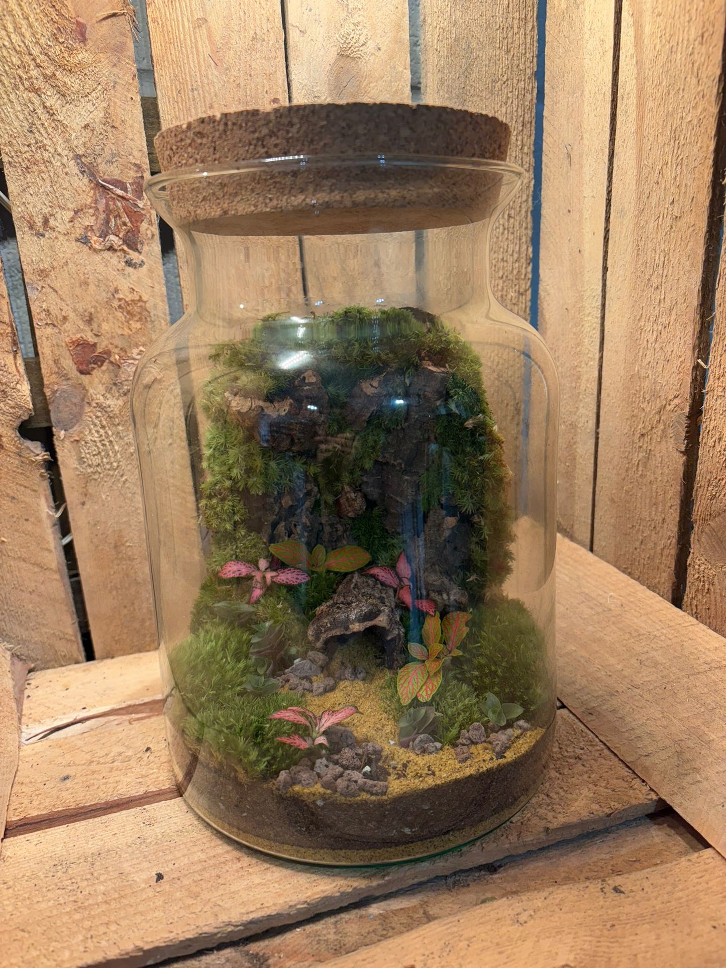 Ready-made Terrarium – Unique Jar
