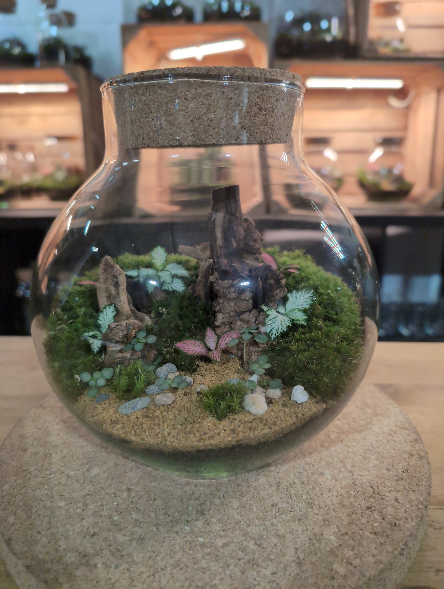 Ready-made Terrarium – George Jar