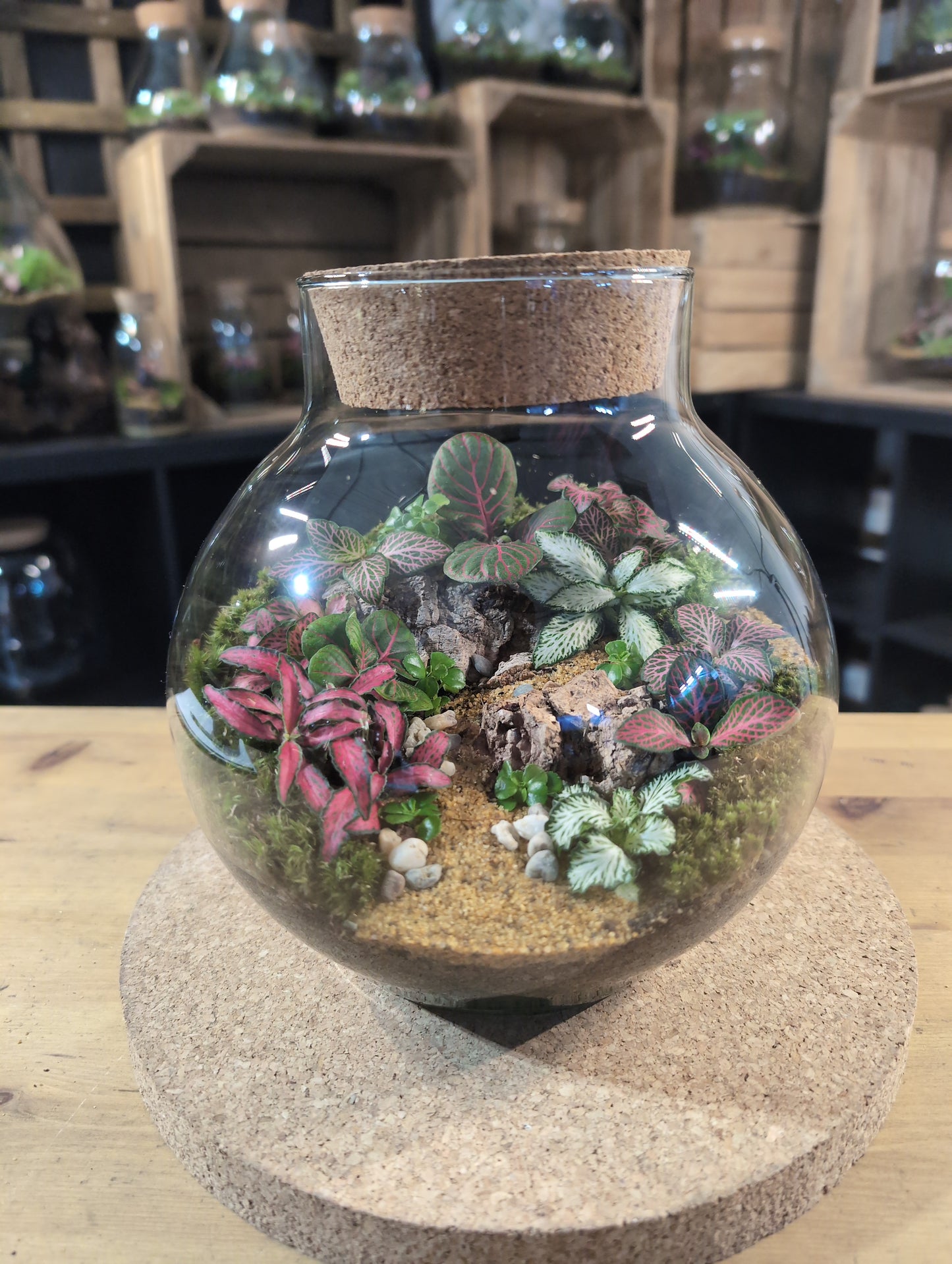 Ready-made Terrarium – George Jar