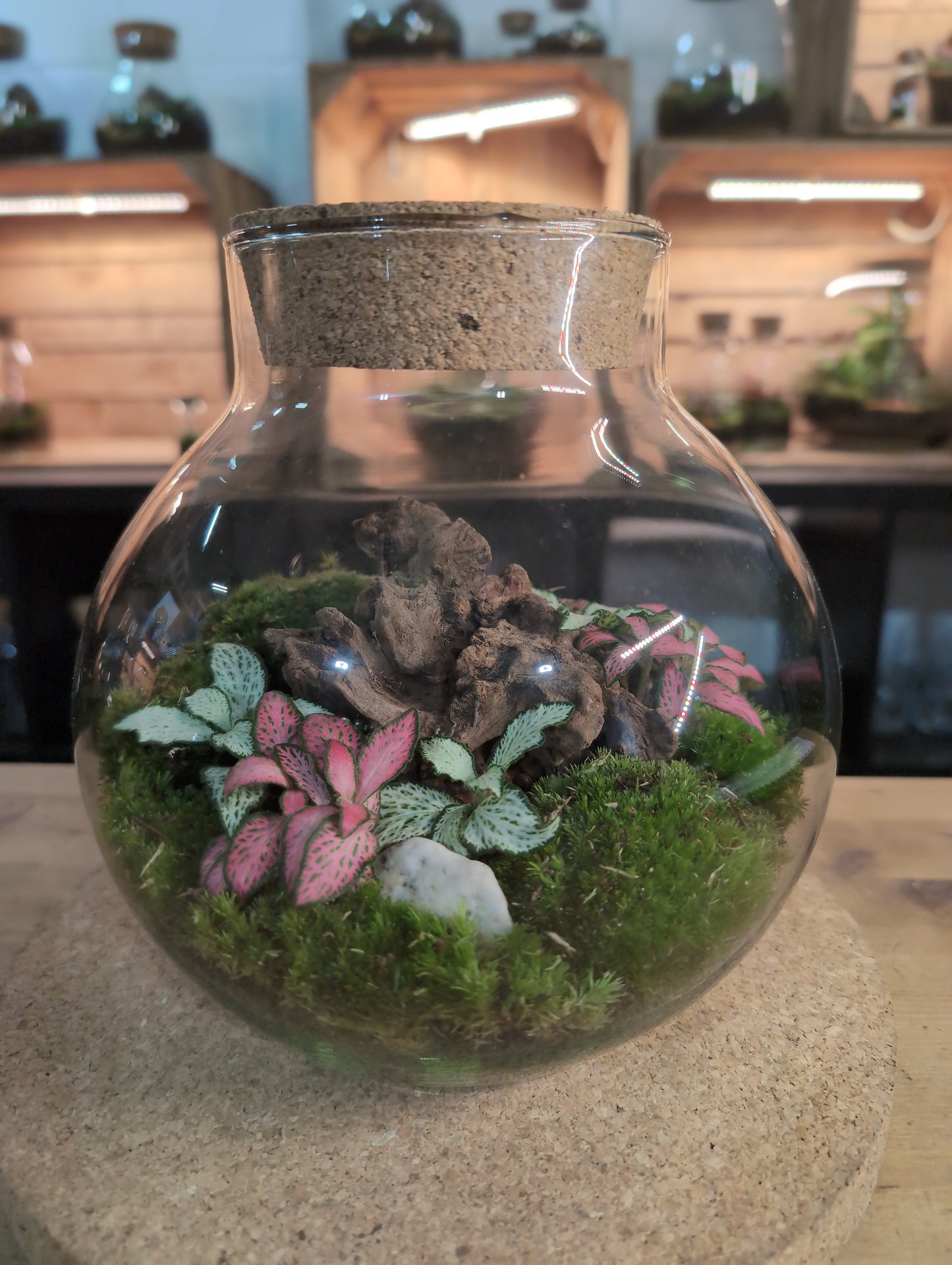 Ready-made Terrarium – George Jar