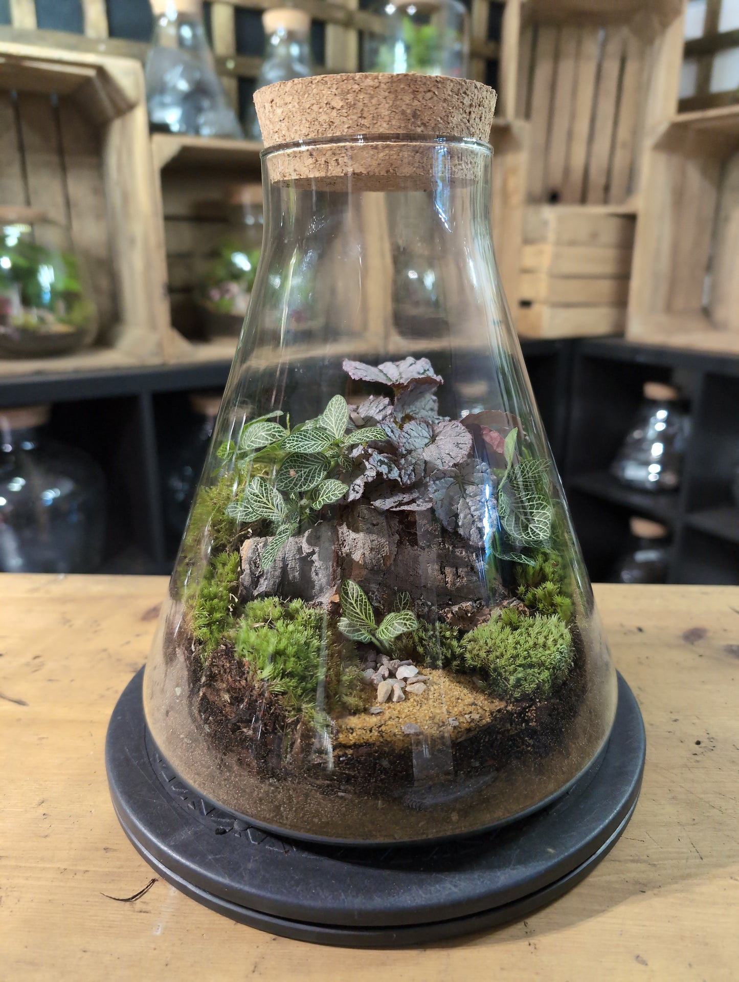 Premade Terrariums