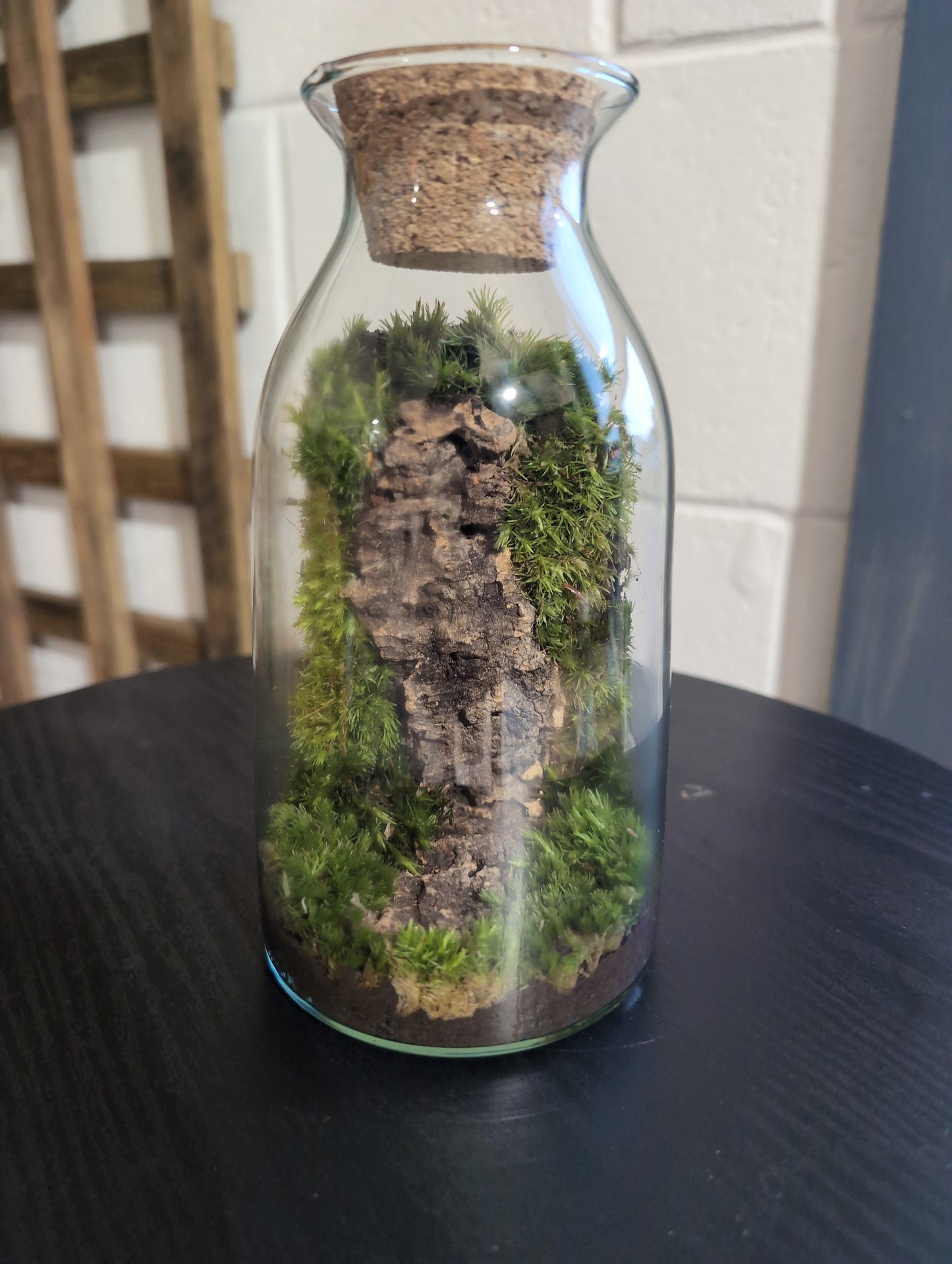 Ready-made Terrarium – Chloe Jar