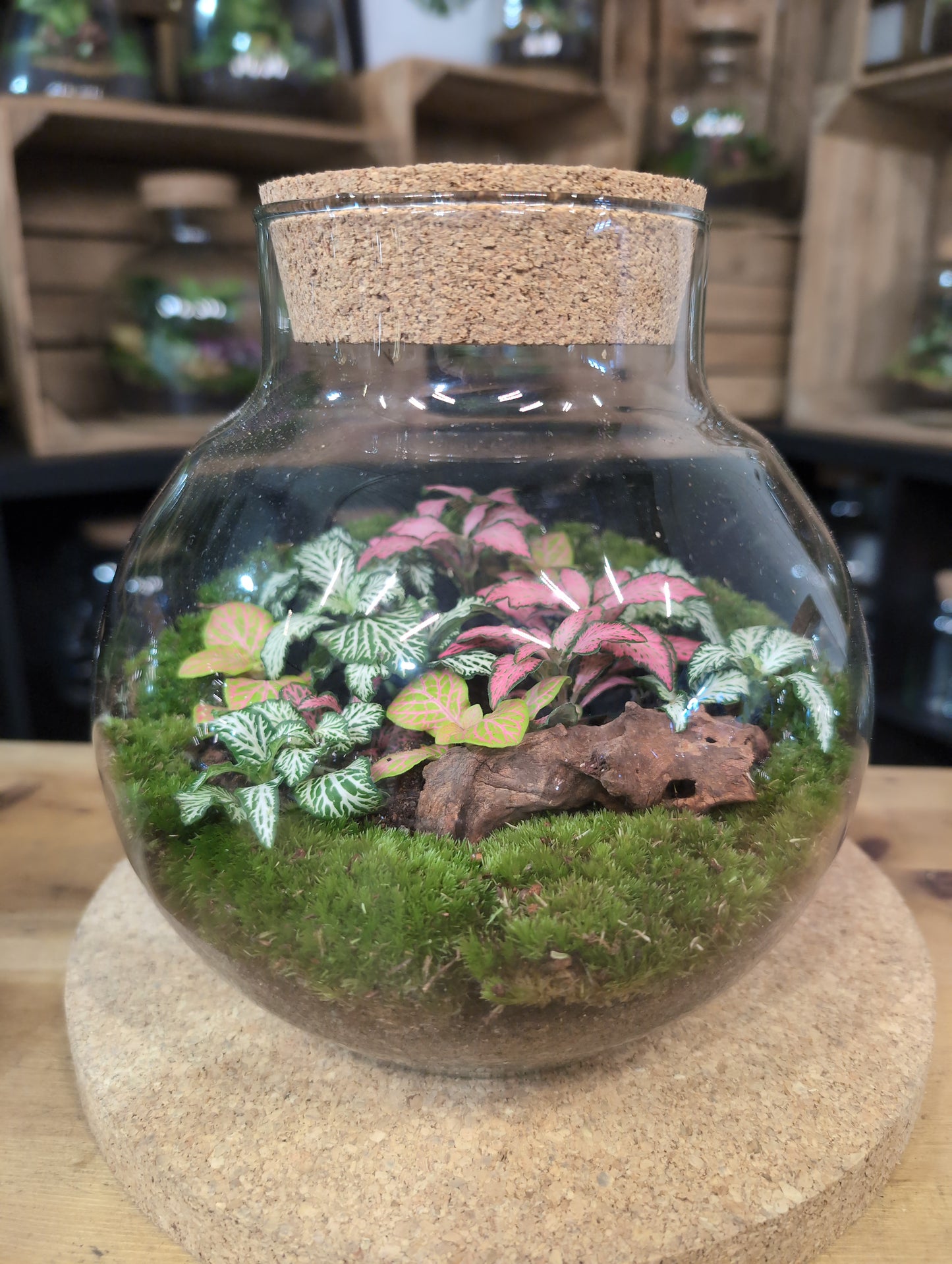 Ready-made Terrarium – George Jar