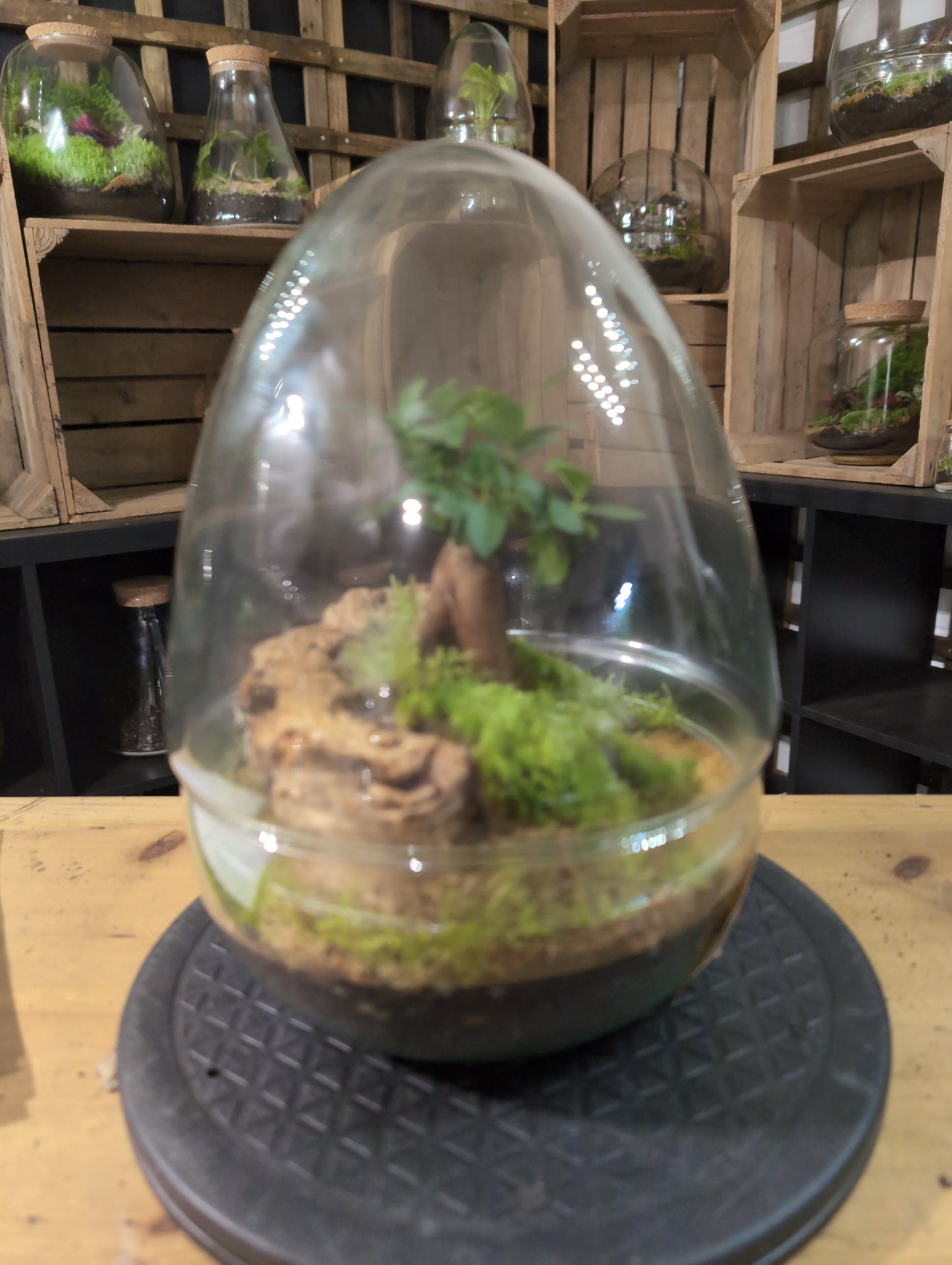 Premade Terrariums