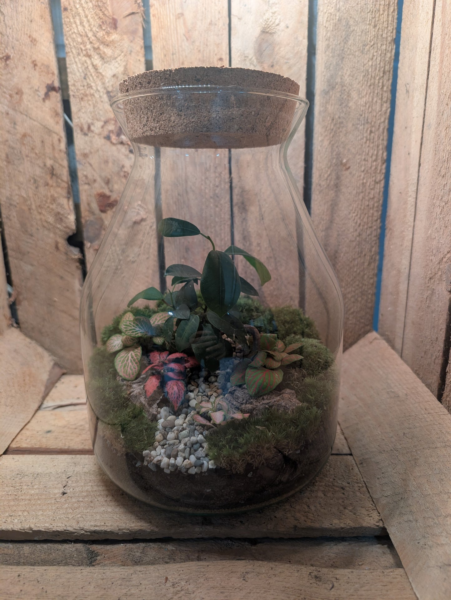 Ready-made Terrarium – Jamie Jar