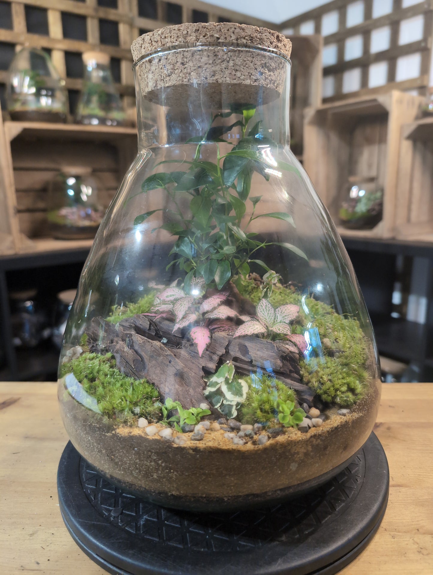 Premade Terrariums