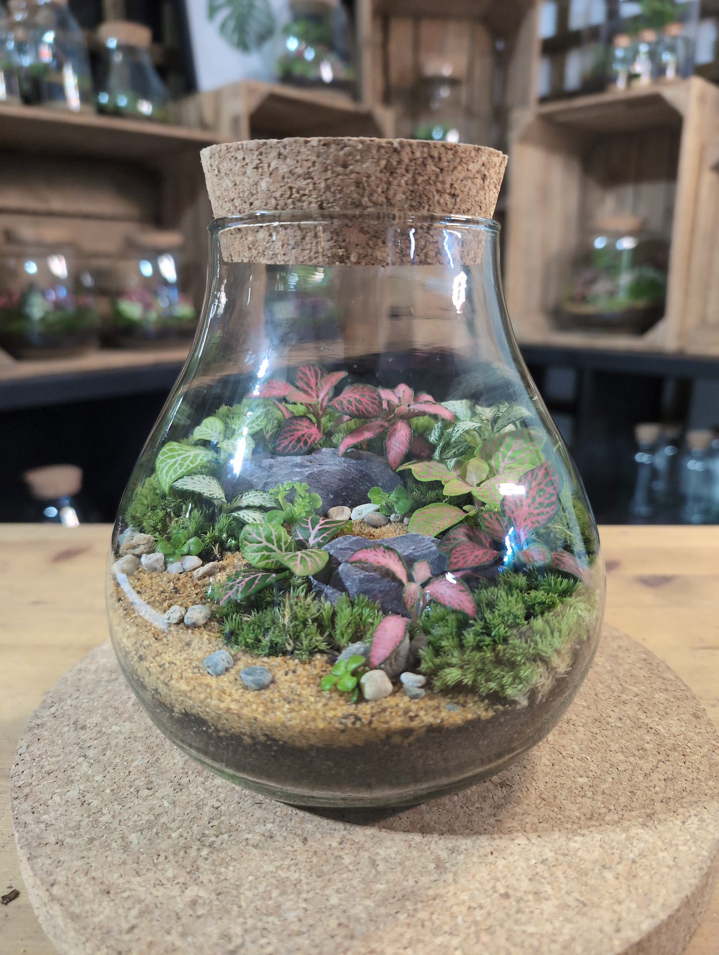 Ready-made Terrarium – Fran Jar