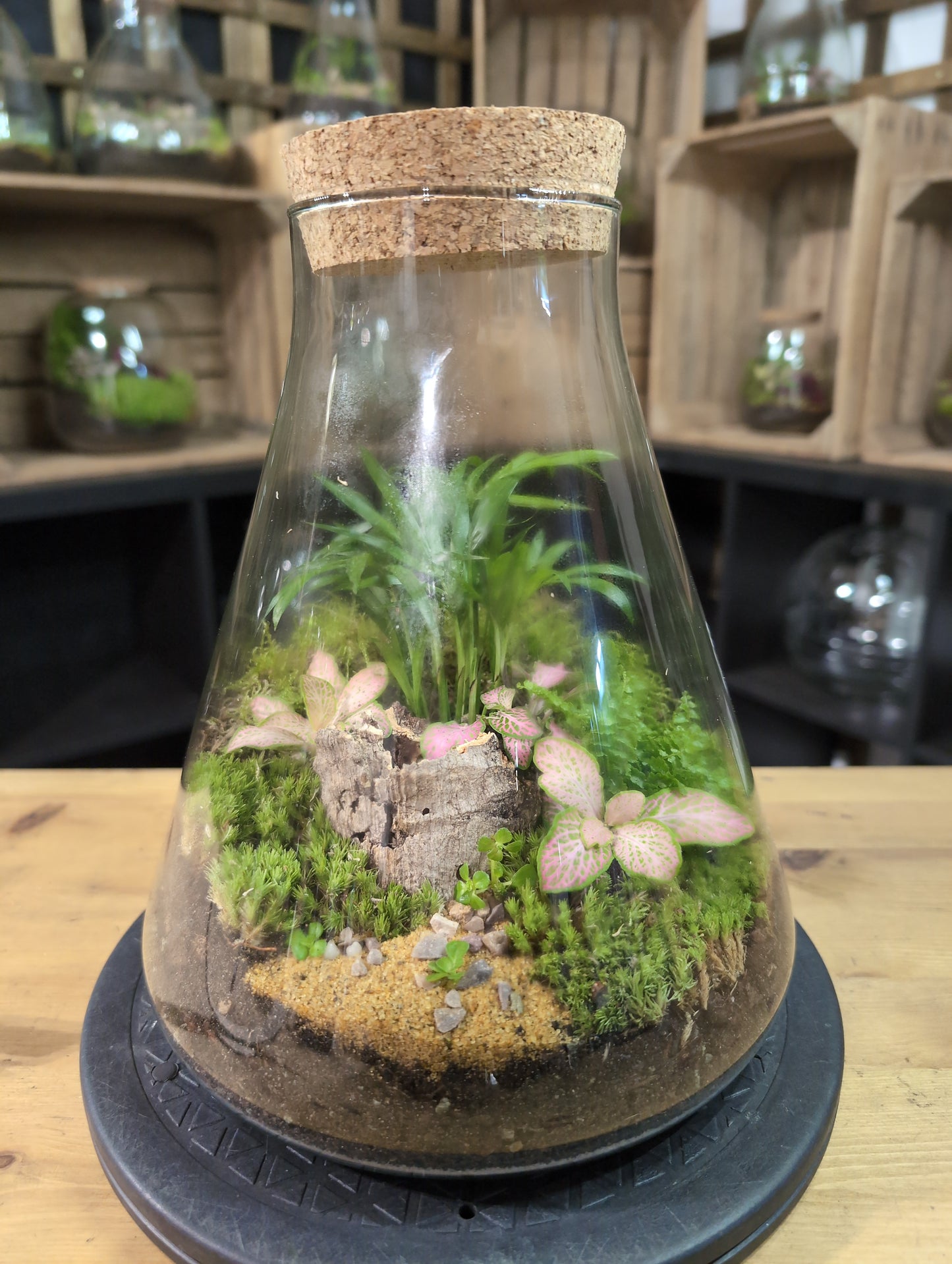 Premade Terrariums