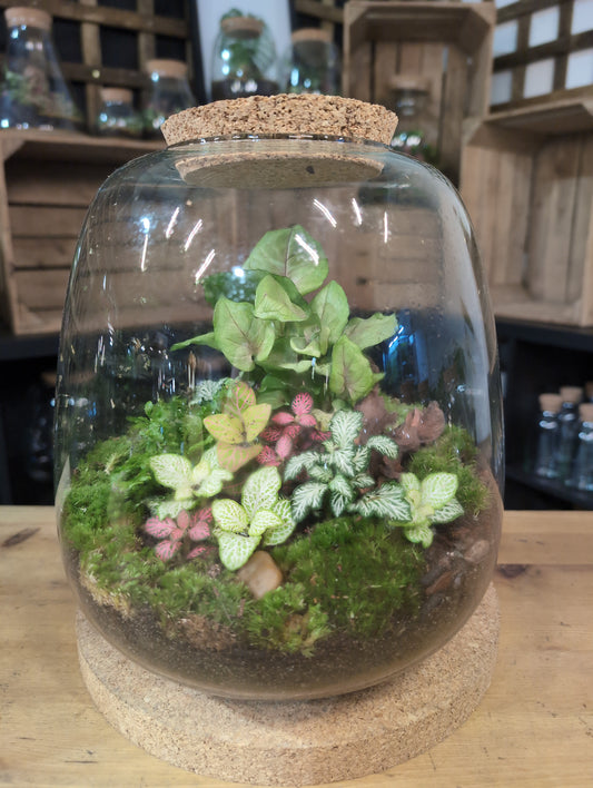 Ready-made Terrarium – Hannah Jar