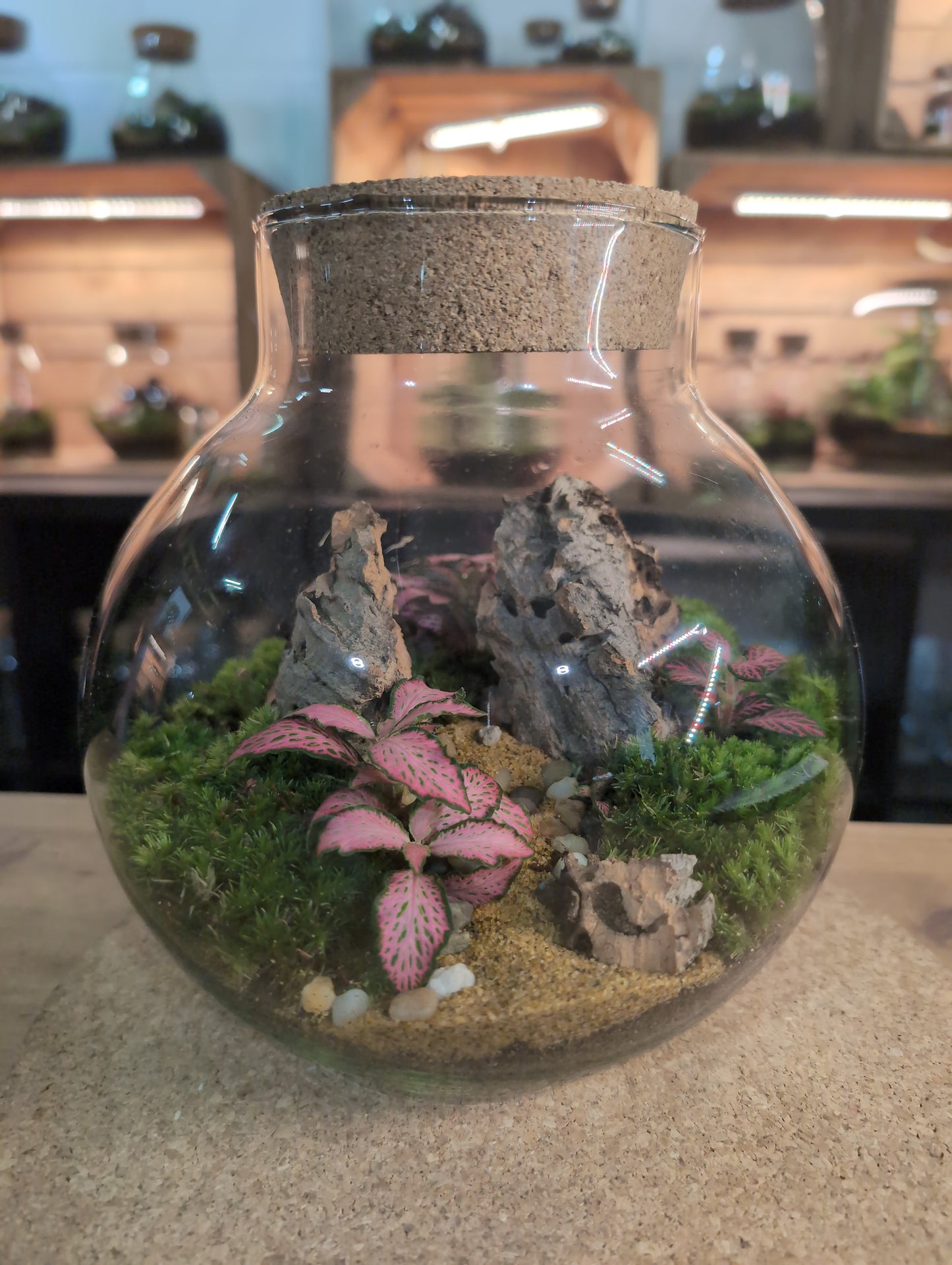 Ready-made Terrarium – George Jar