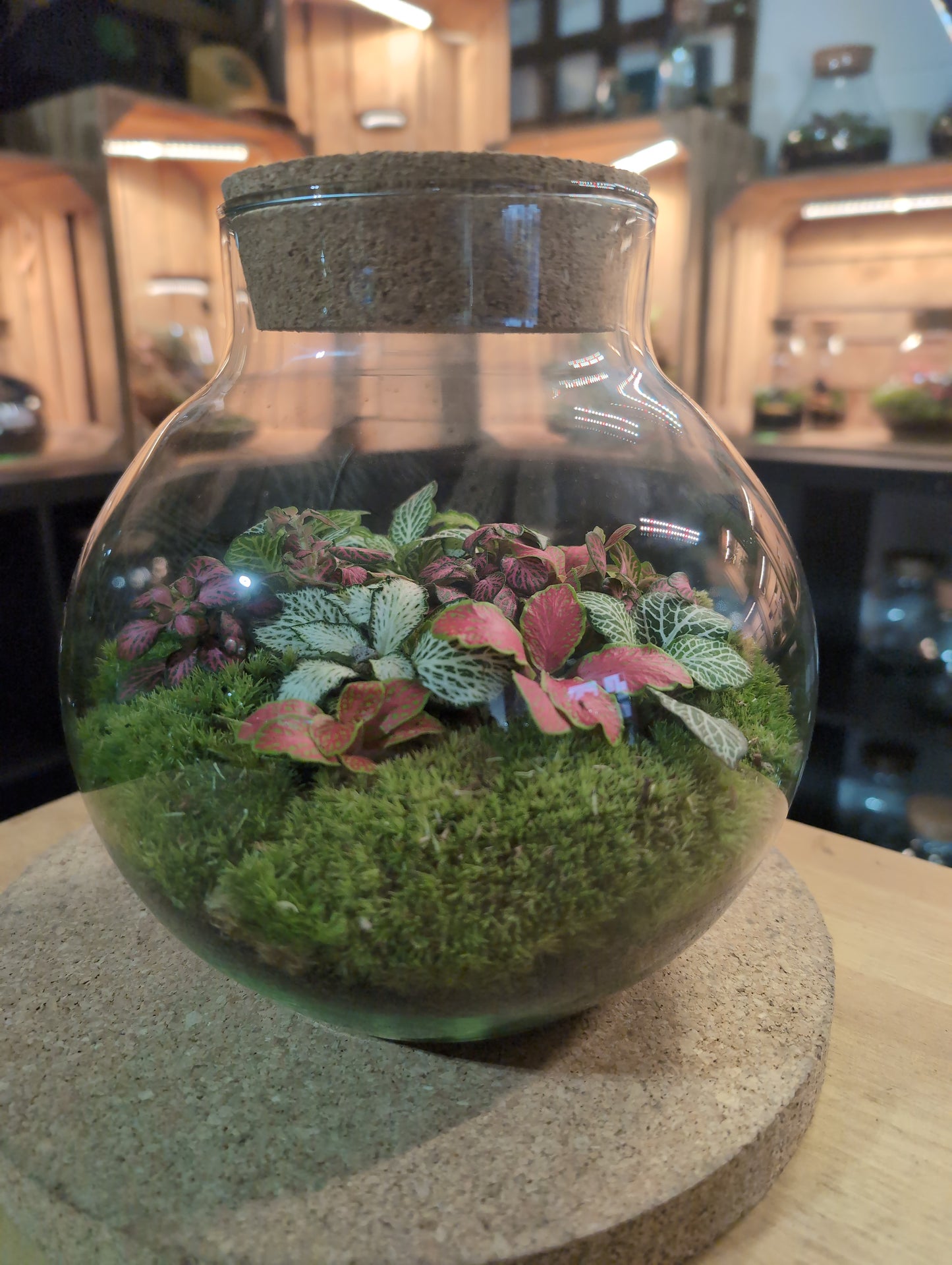 Ready-made Terrarium – George Jar