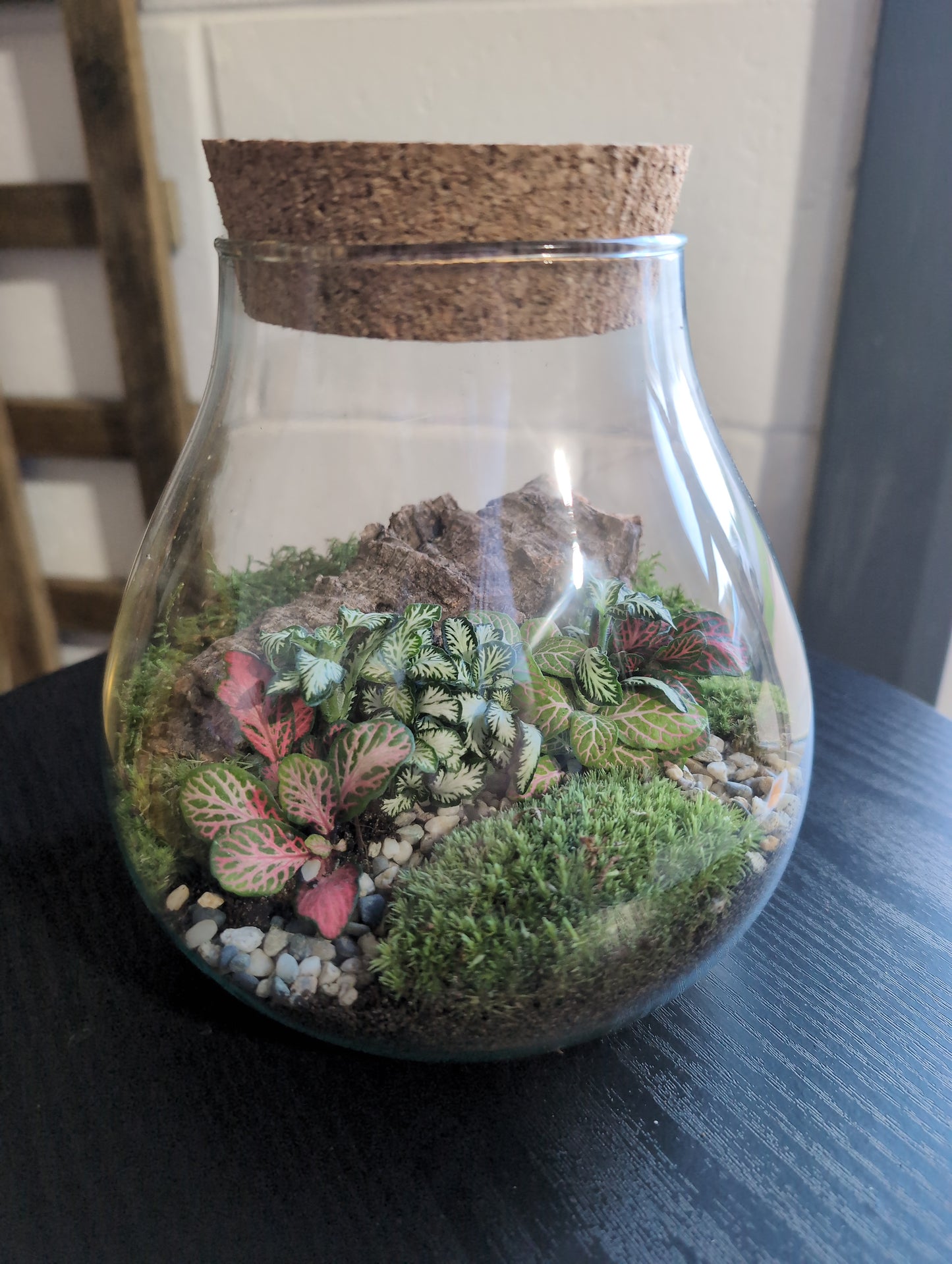 Ready-made Terrarium – Fran Jar