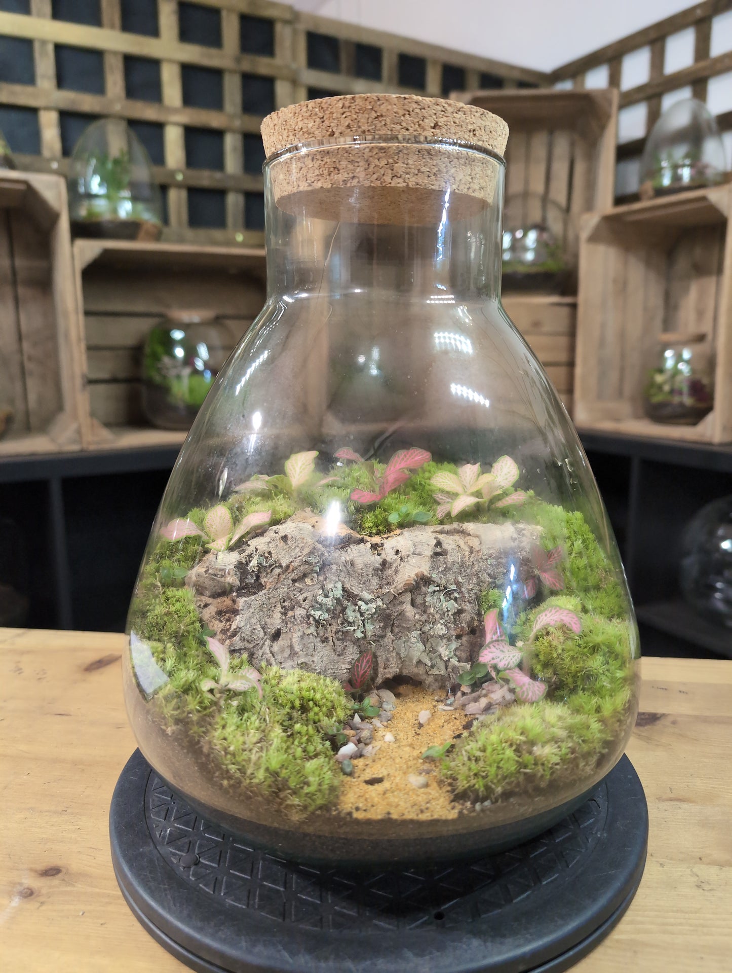 Premade Terrariums
