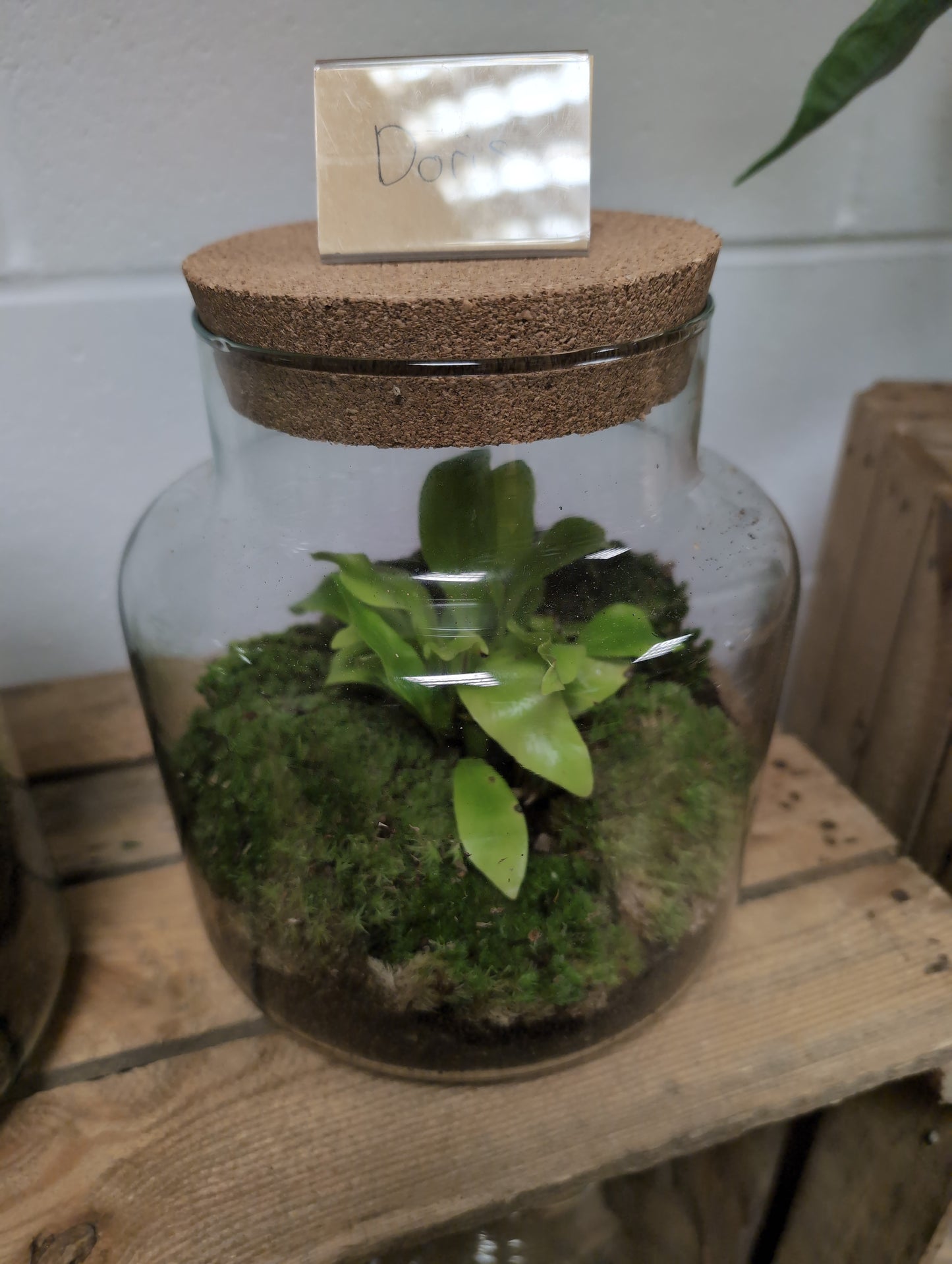 Medium Ready-made Terrarium - 'Doris'