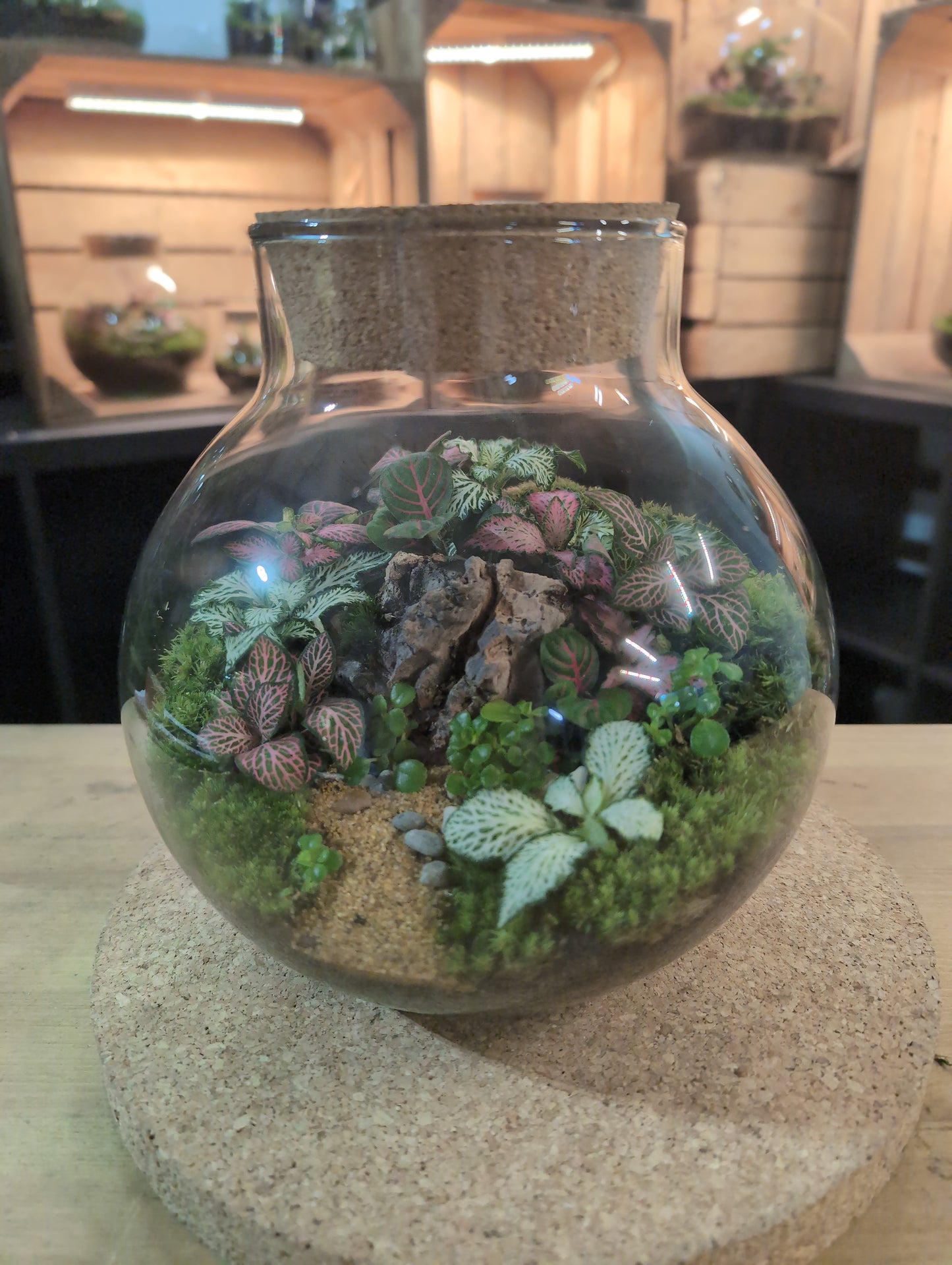 Ready-made Terrarium – George Jar