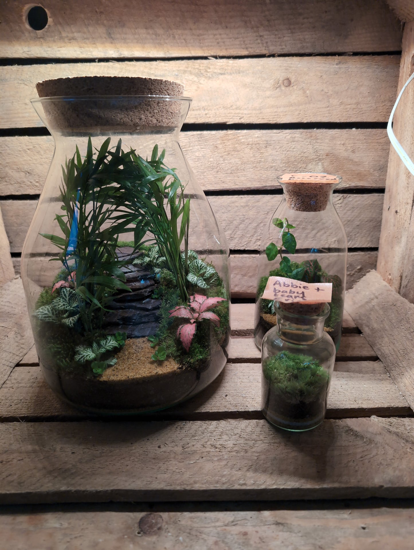 Ready-made Terrarium – Jamie Jar