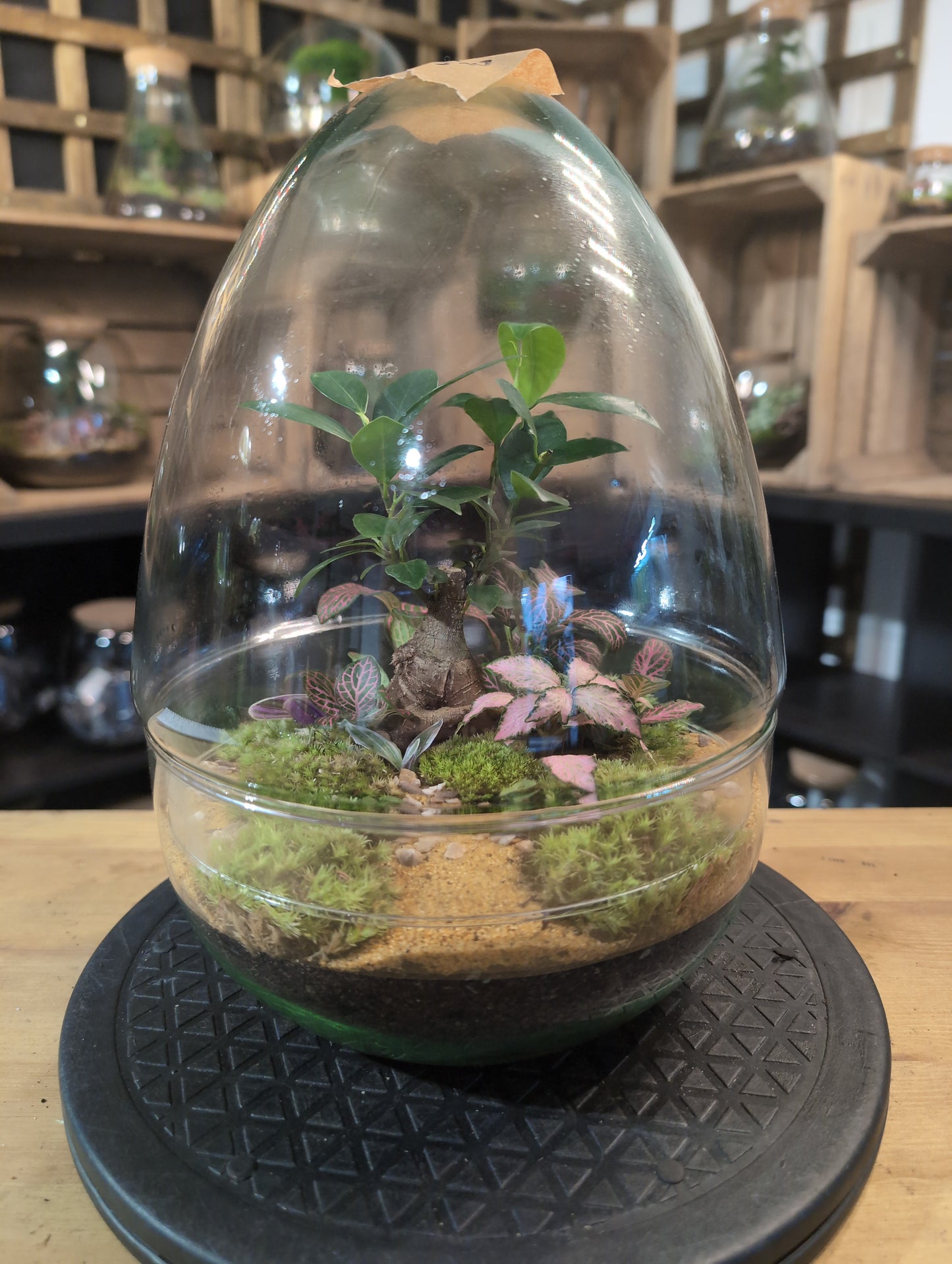Premade Terrariums