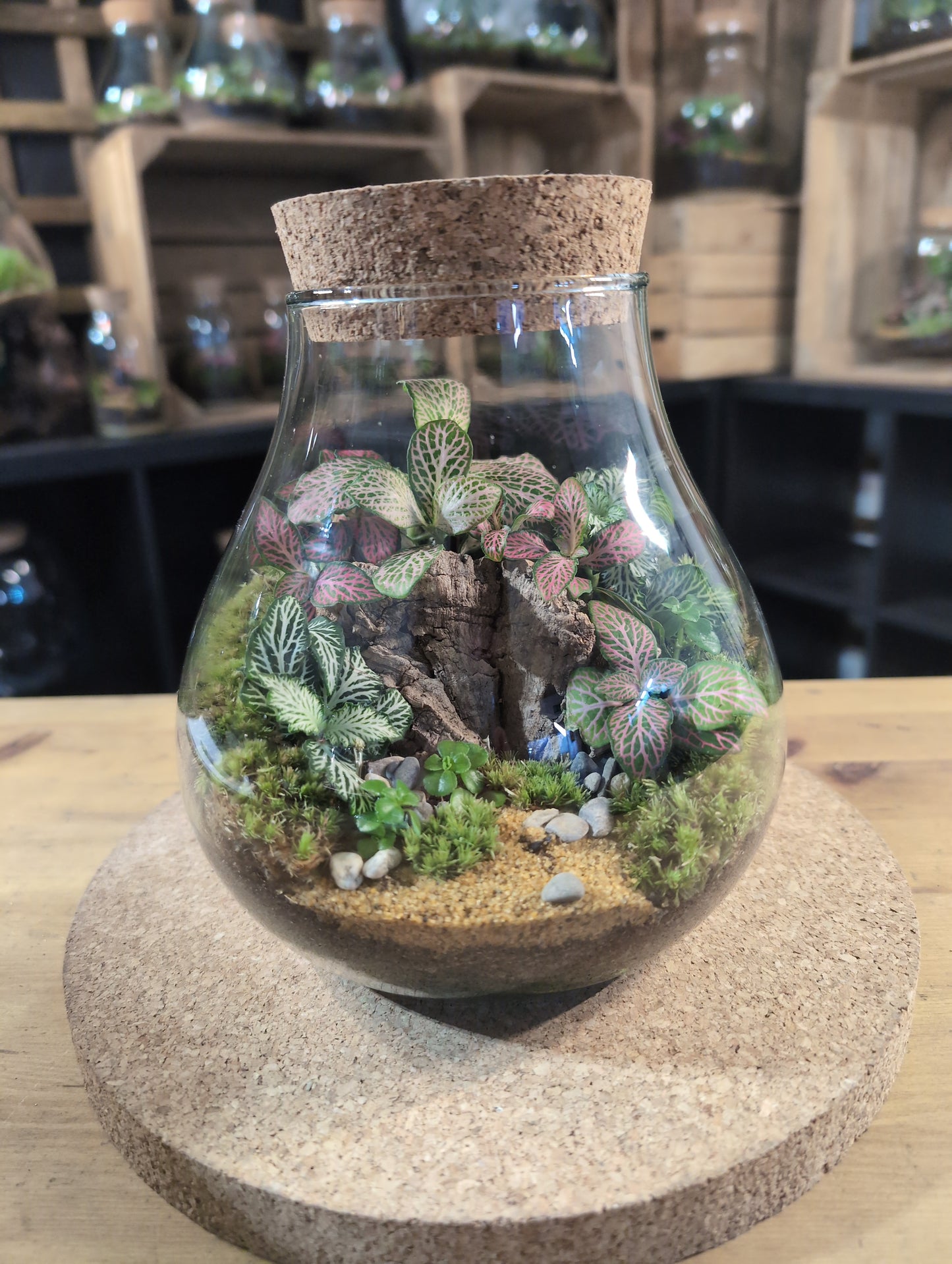 Ready-made Terrarium – Fran Jar